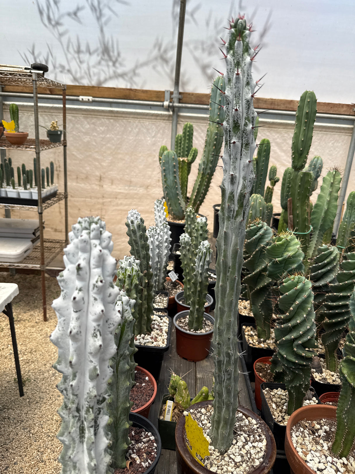 Stenocereus Beneckei (Rooted Plants)