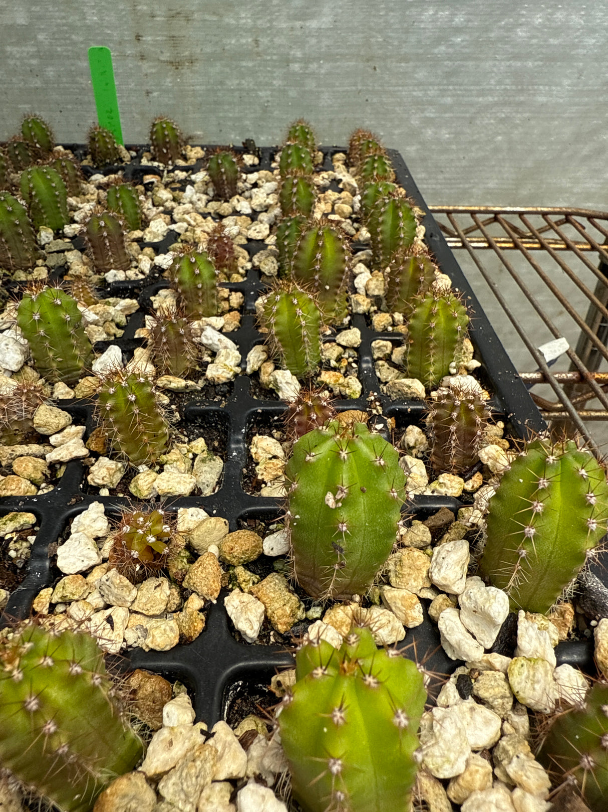 Kneel x Wairoa (Seedlings)