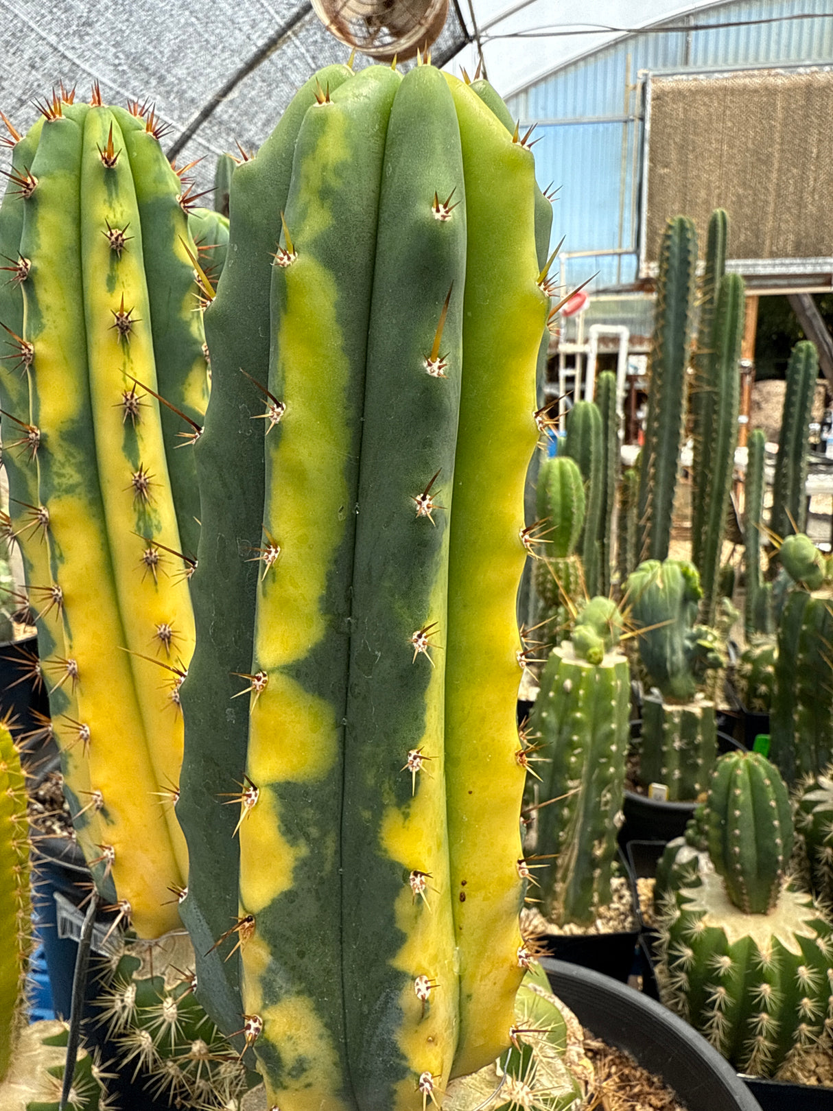 Shooting Star VRG (Grafts)