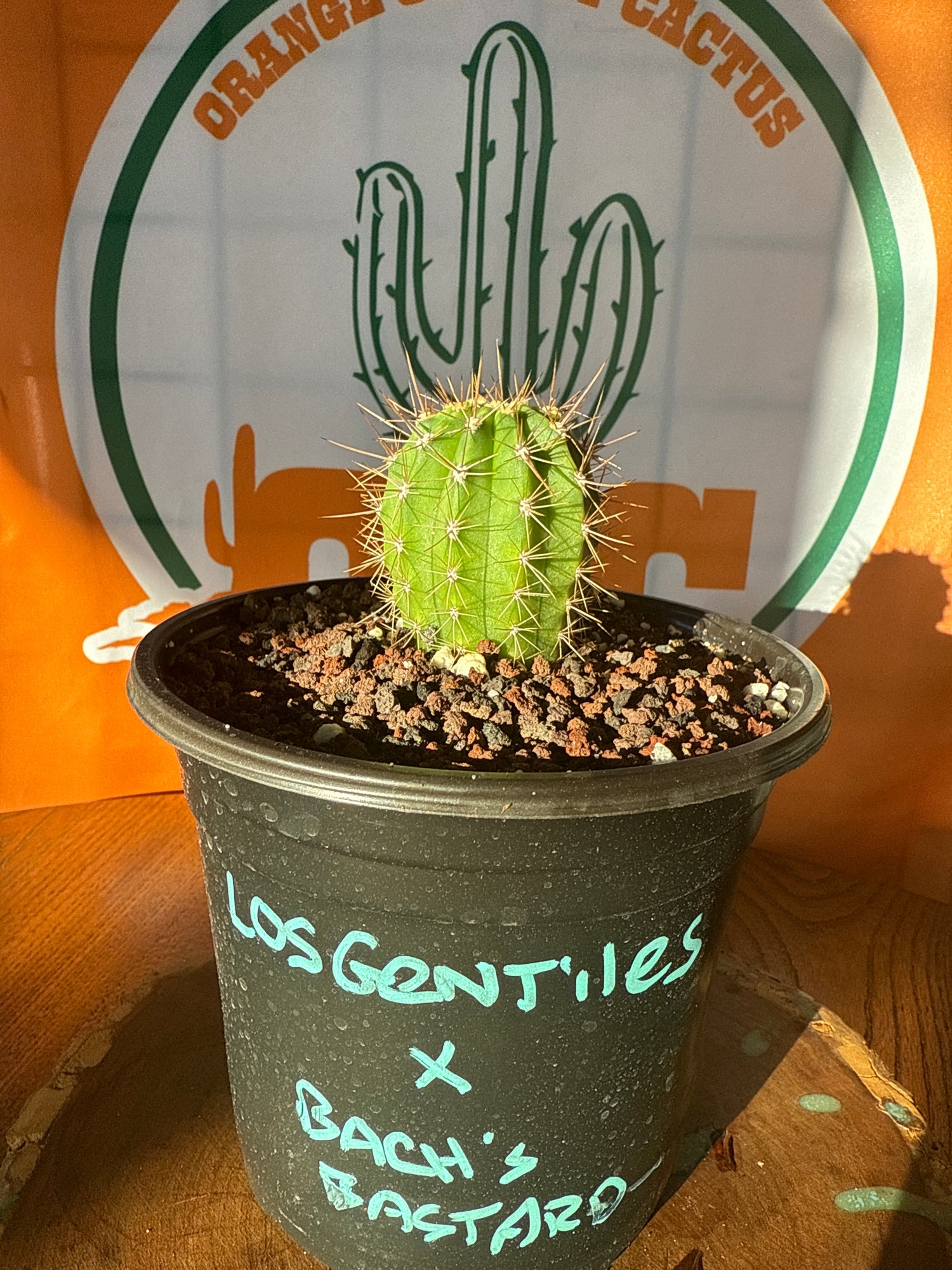 Los Gentiles x Bach's Bastard