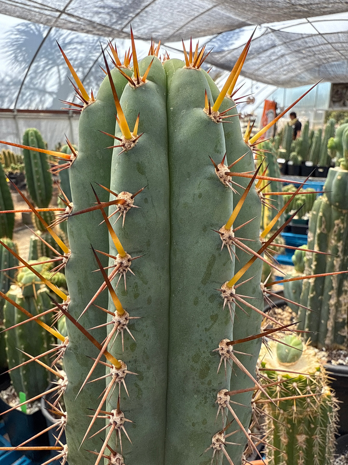 NZ Blue x Althea - (Grafted Plants)