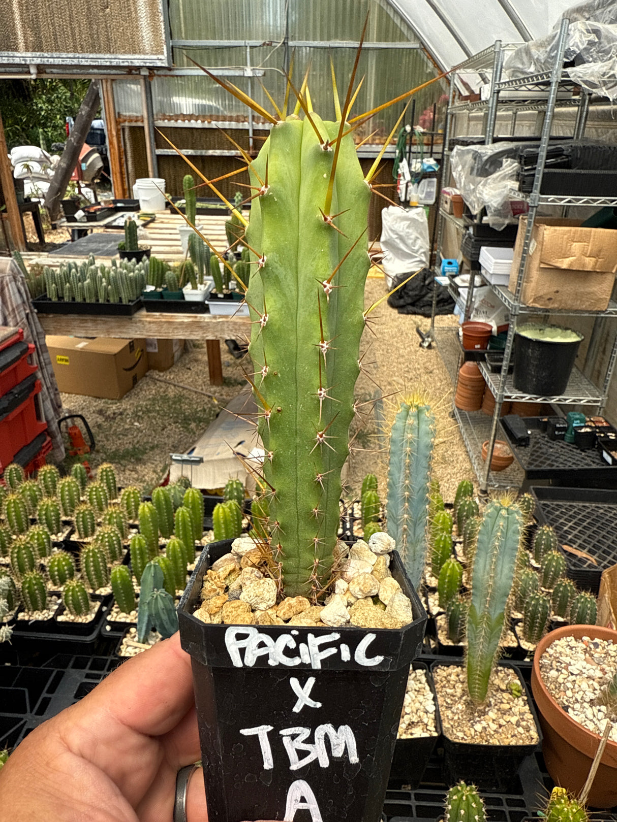 Pacific x TBM A