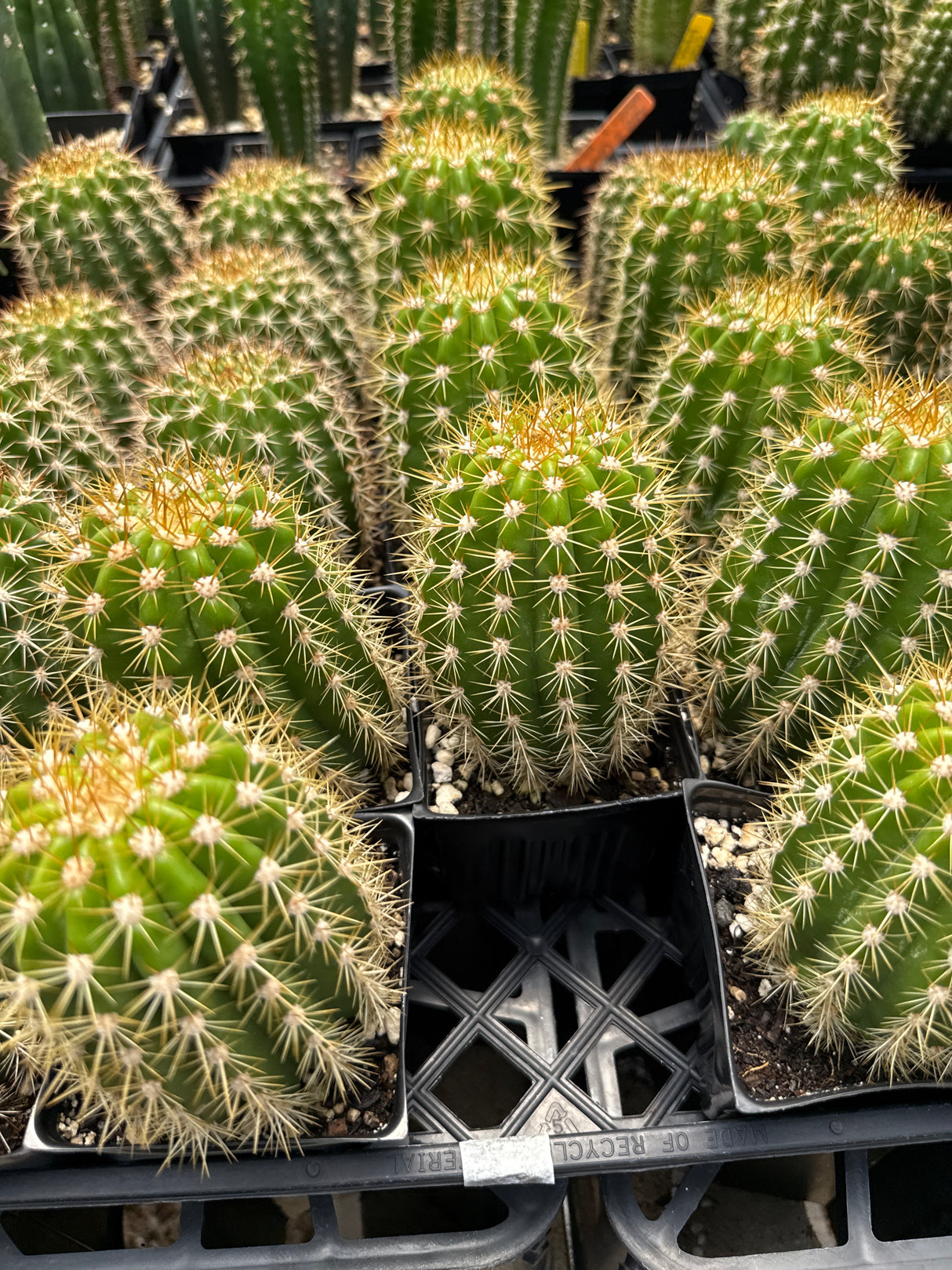 Sun Goddess (Yearlings)