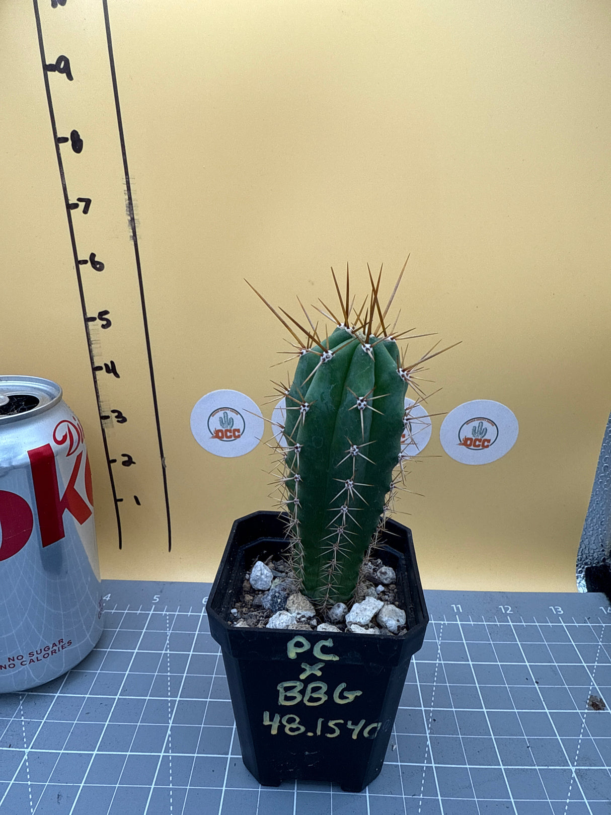 PC x BBG 48.1540 (Sharxx American)