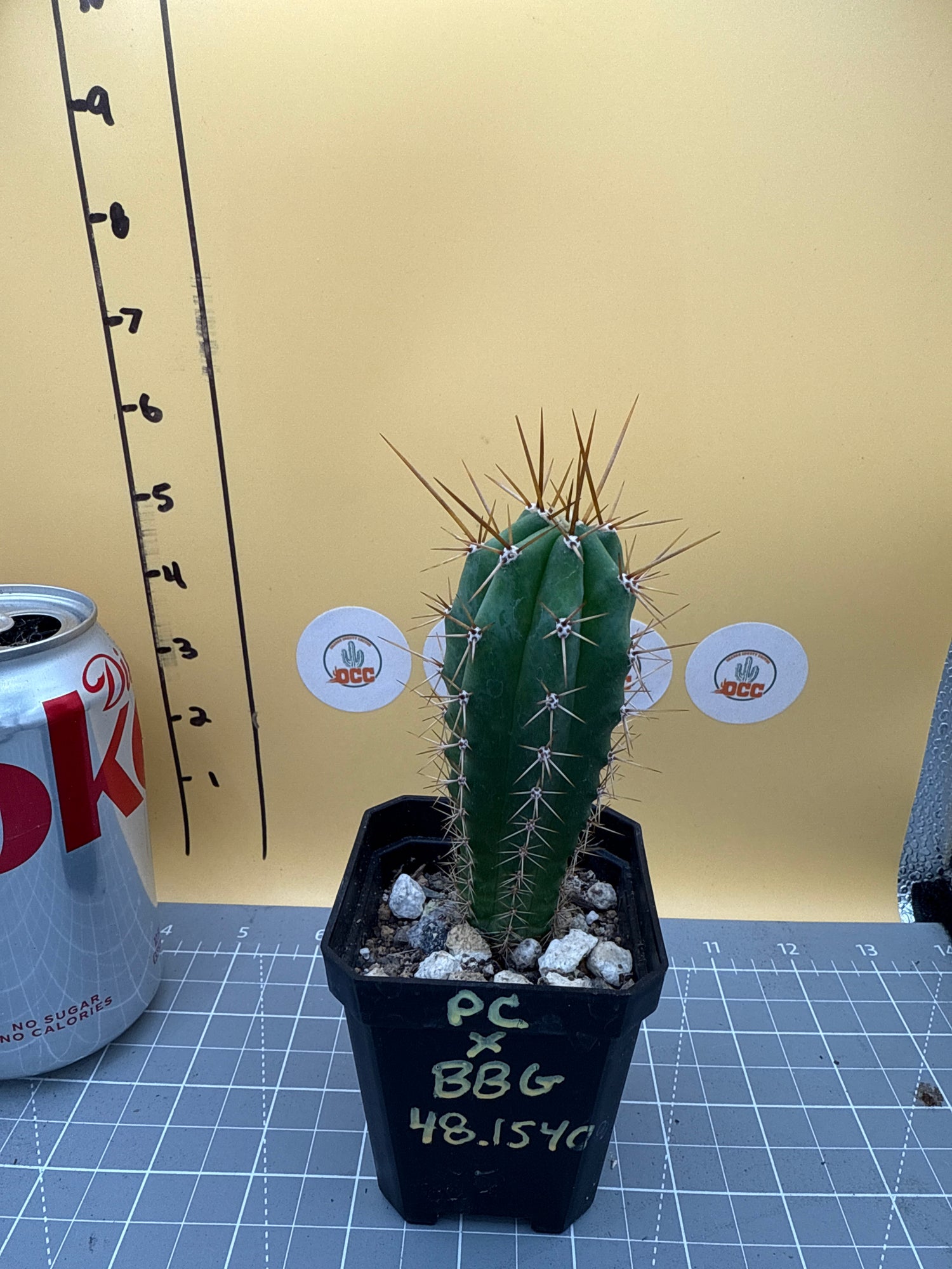 PC x BBG 48.1540 (Sharxx American)