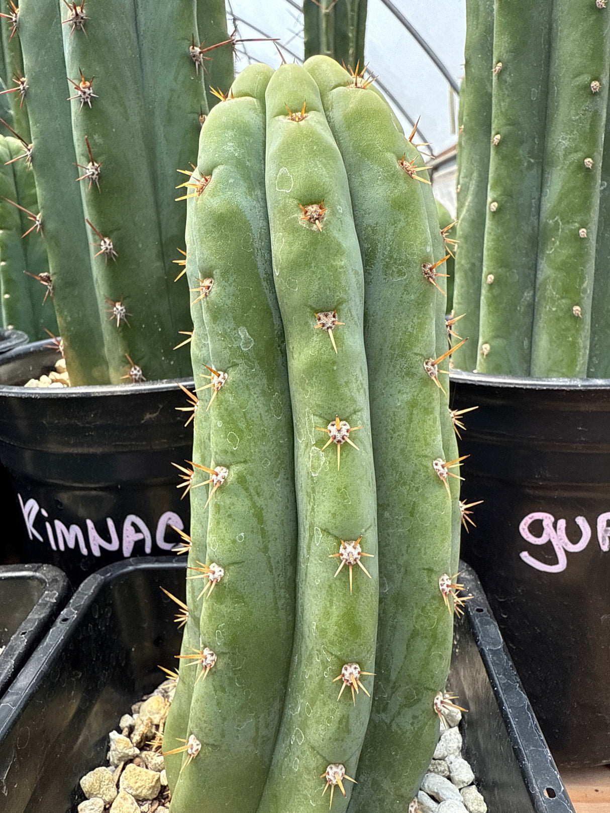 JS 444 'Brians Blue Skies' (Cuttings)