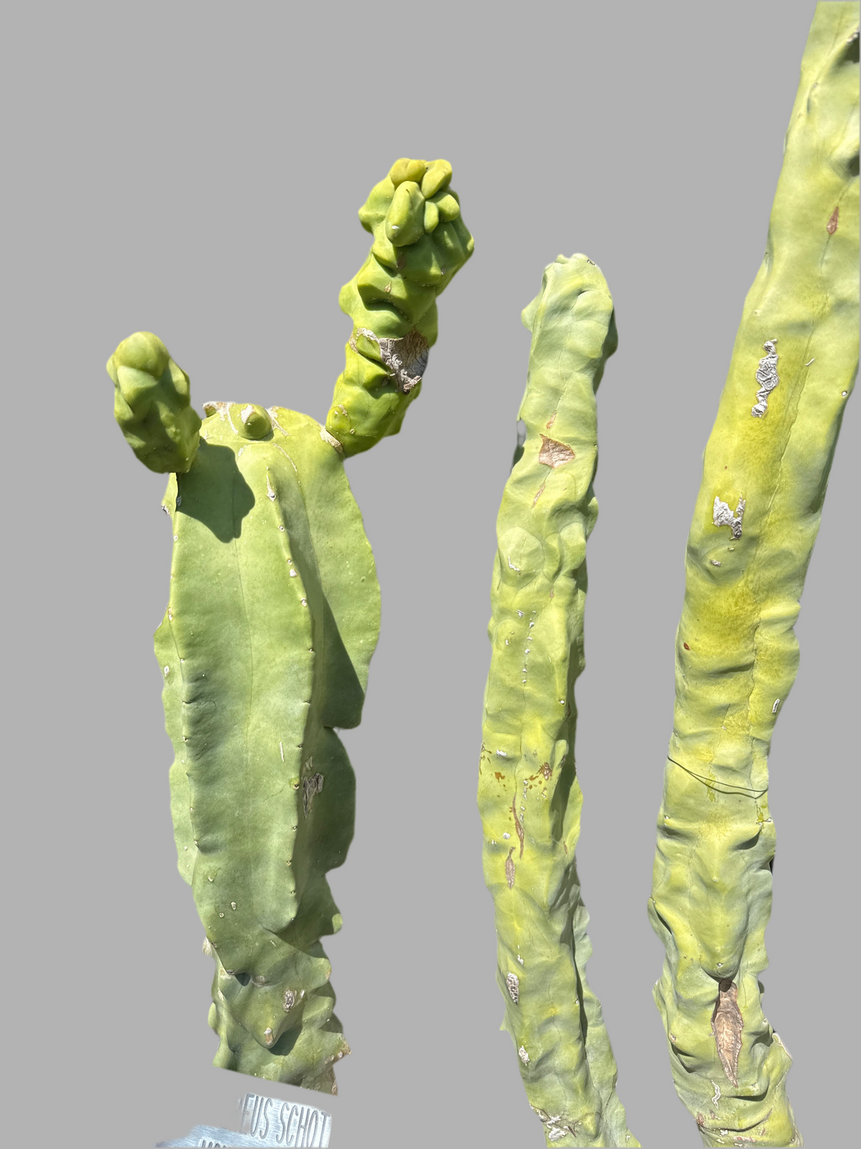 Lophocereus Schotii Monstrose (Rooted Plants)