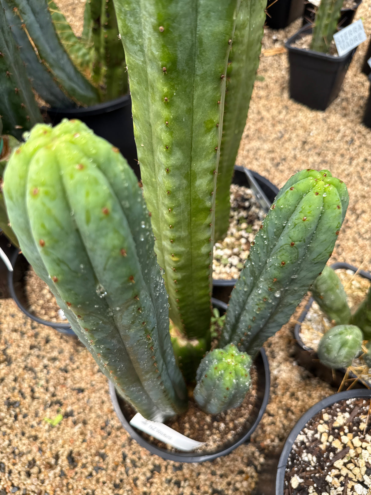 Waiuni 'NZ" (Cuttings)