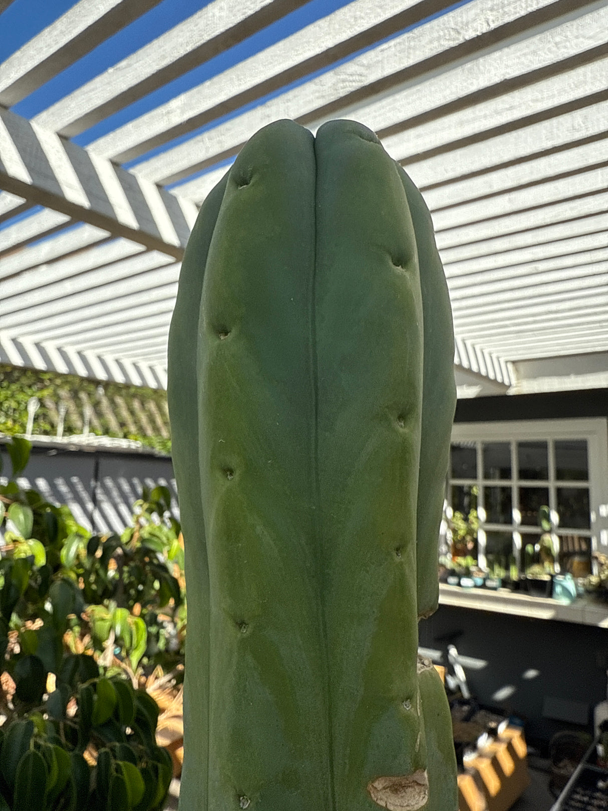 Bald Bridgesii (Huntington Library) - (Cuttings)