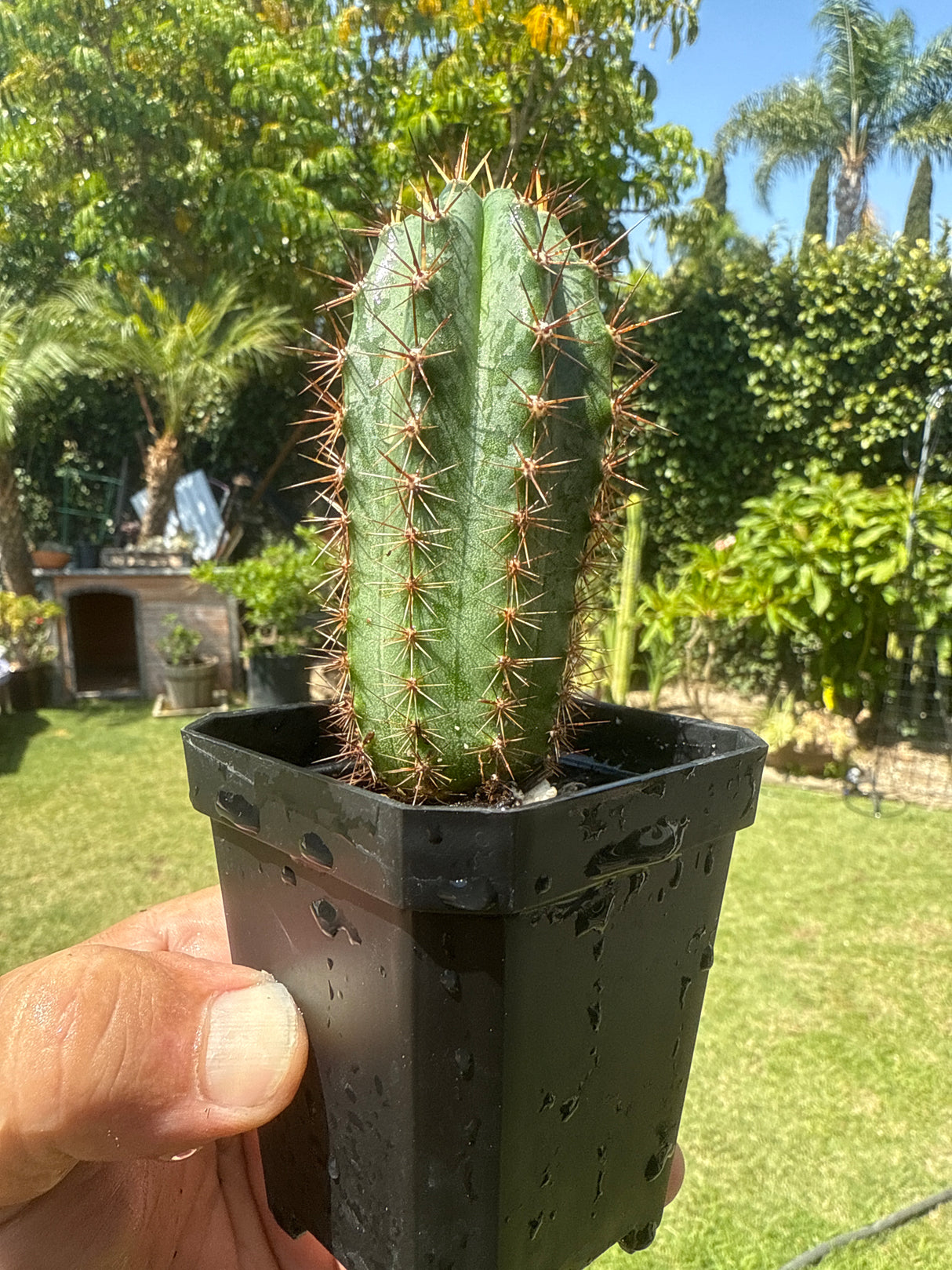 Los Gentiles x Althea