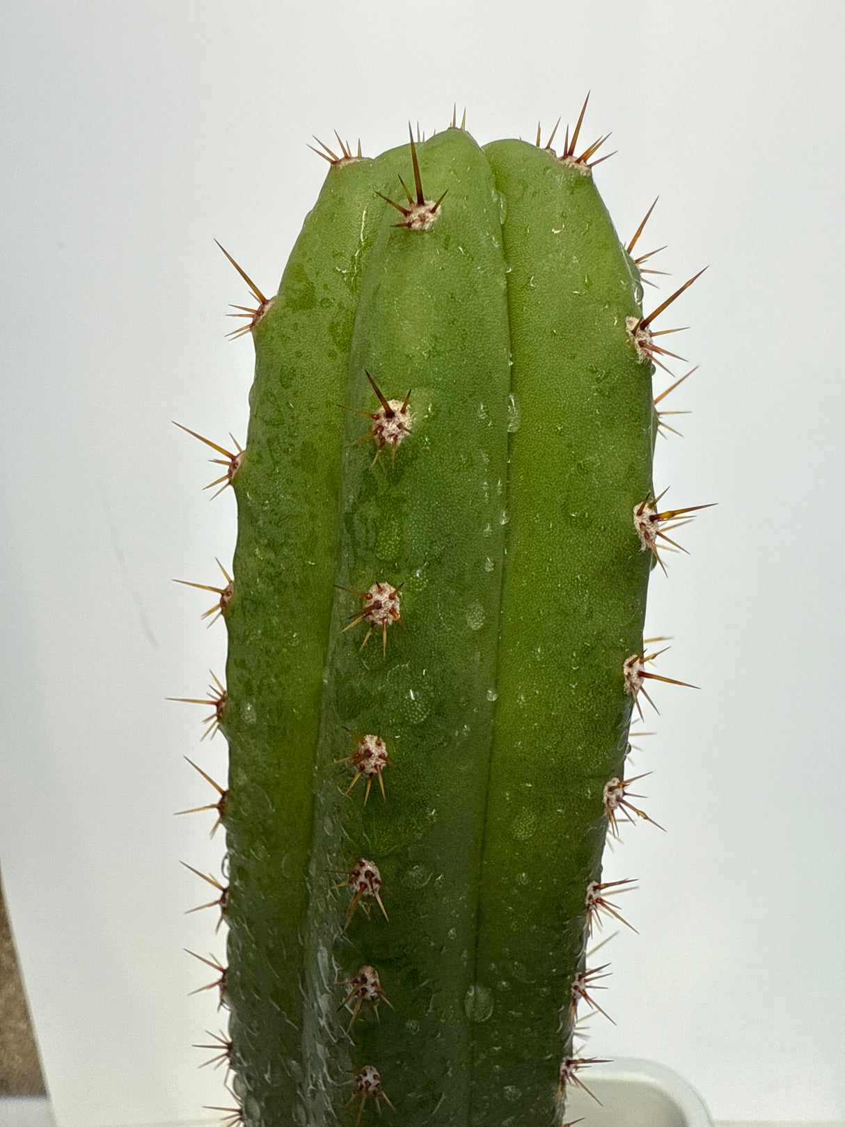 Lima 1 (MT08) x MP Scop (Rooted Plants)