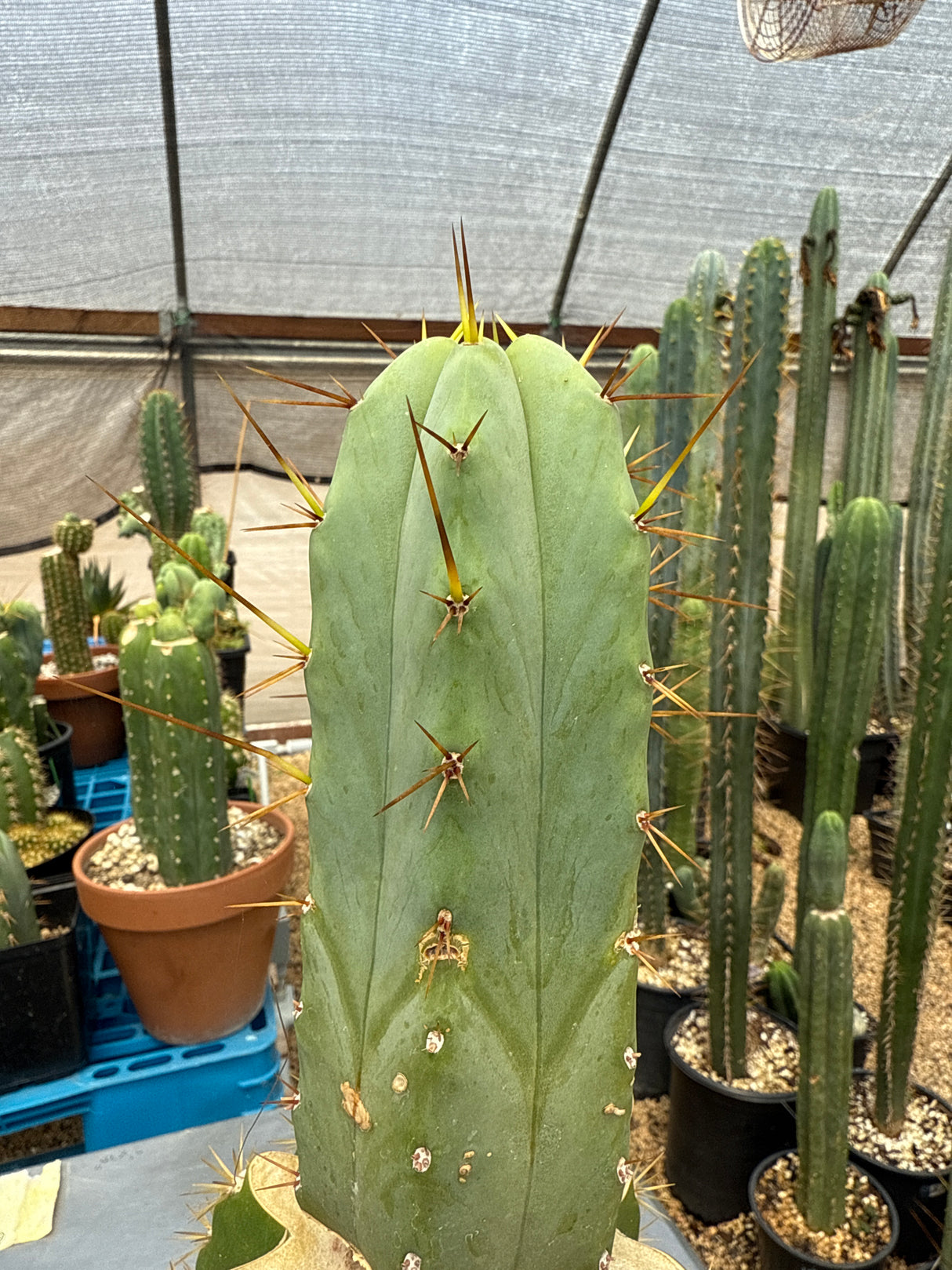 CSD 'Chemical Shamans Dick' (Grafts)