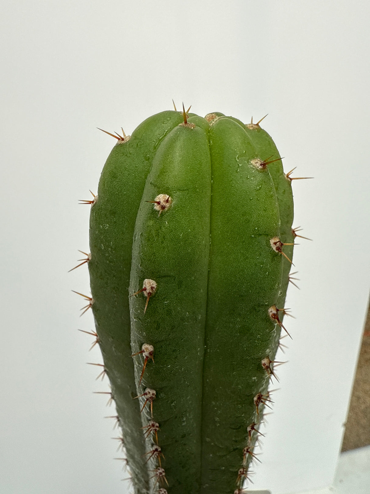 Pierre x John's Jamon