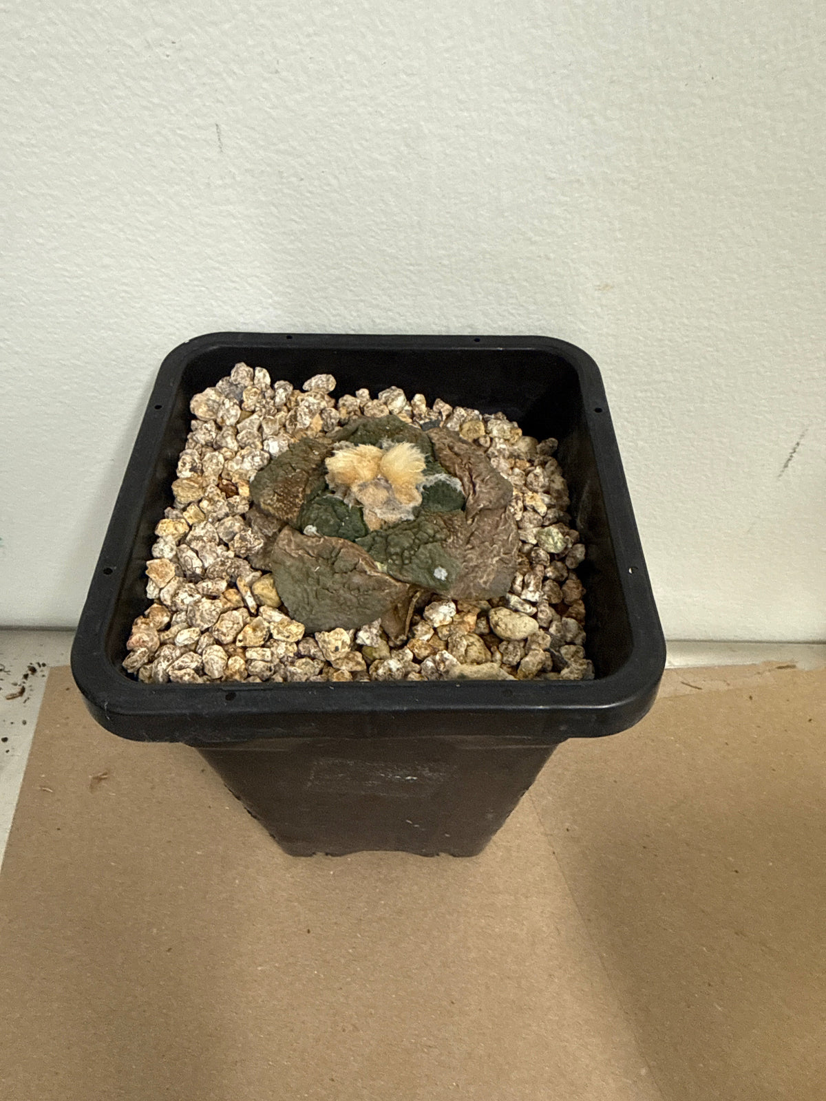 Ariocarpus fissuratus – Living Rock Cactus