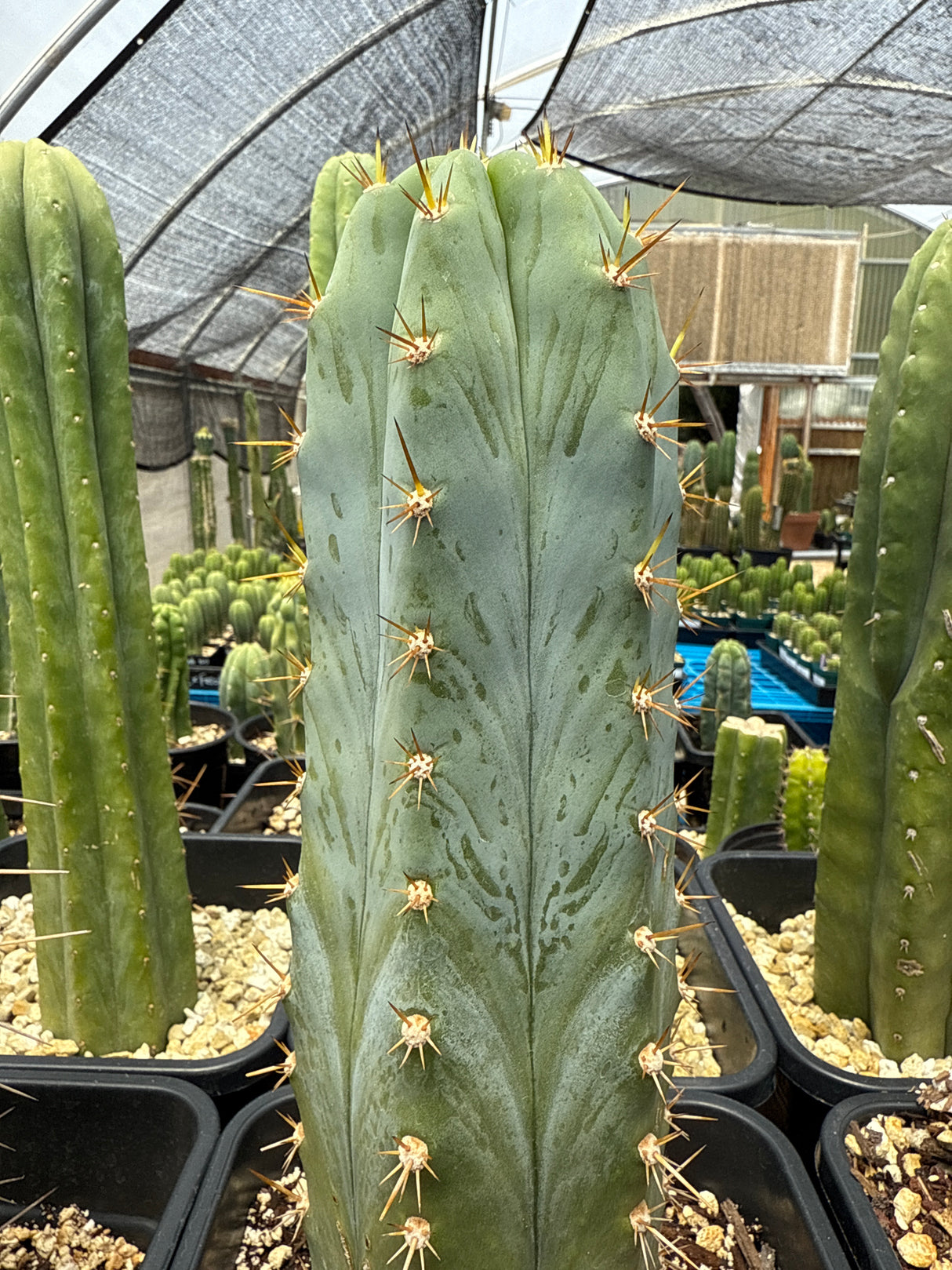 Matucana (Rooted Plants)