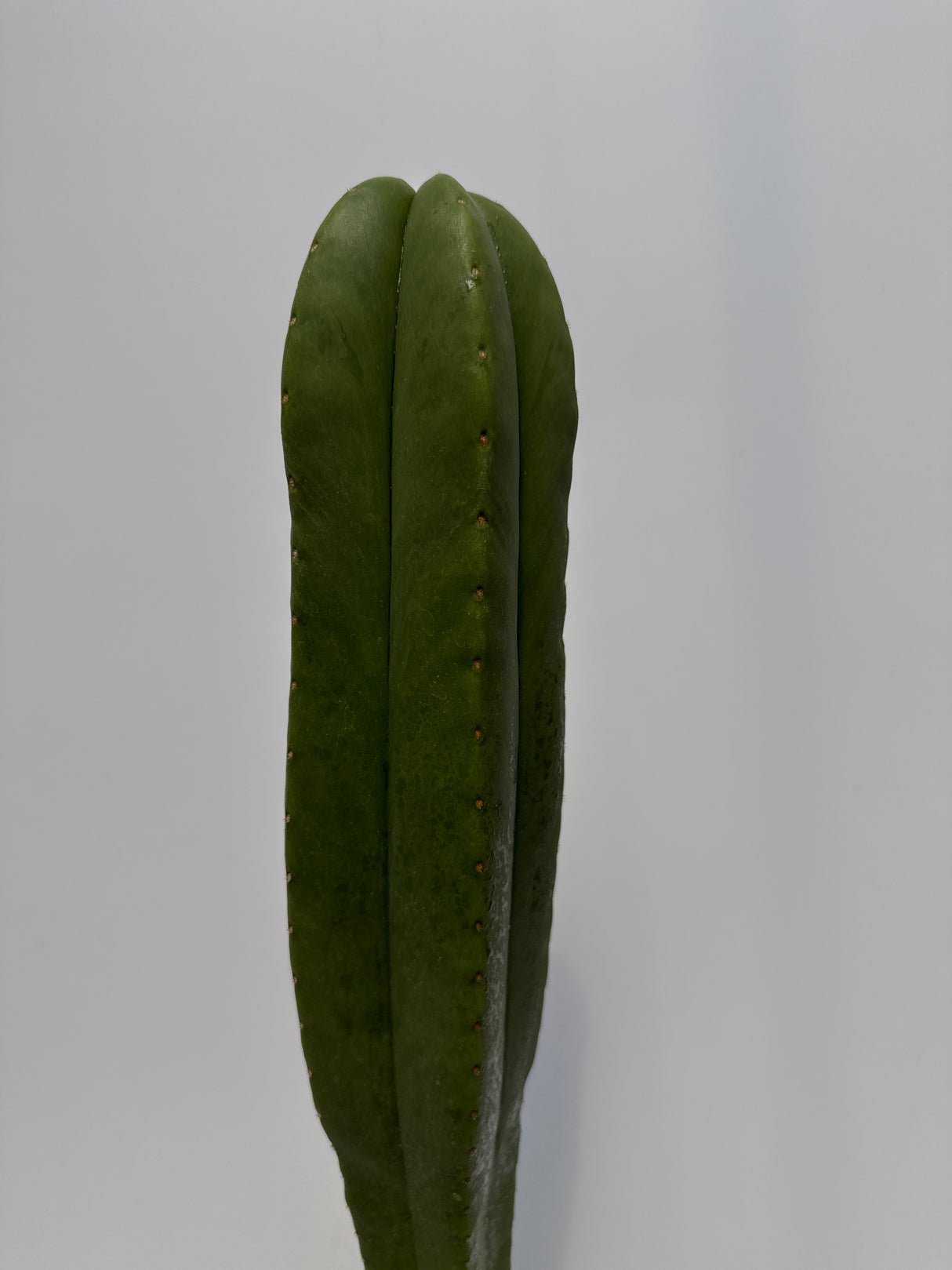 Noid Scop (Rooted Plants)