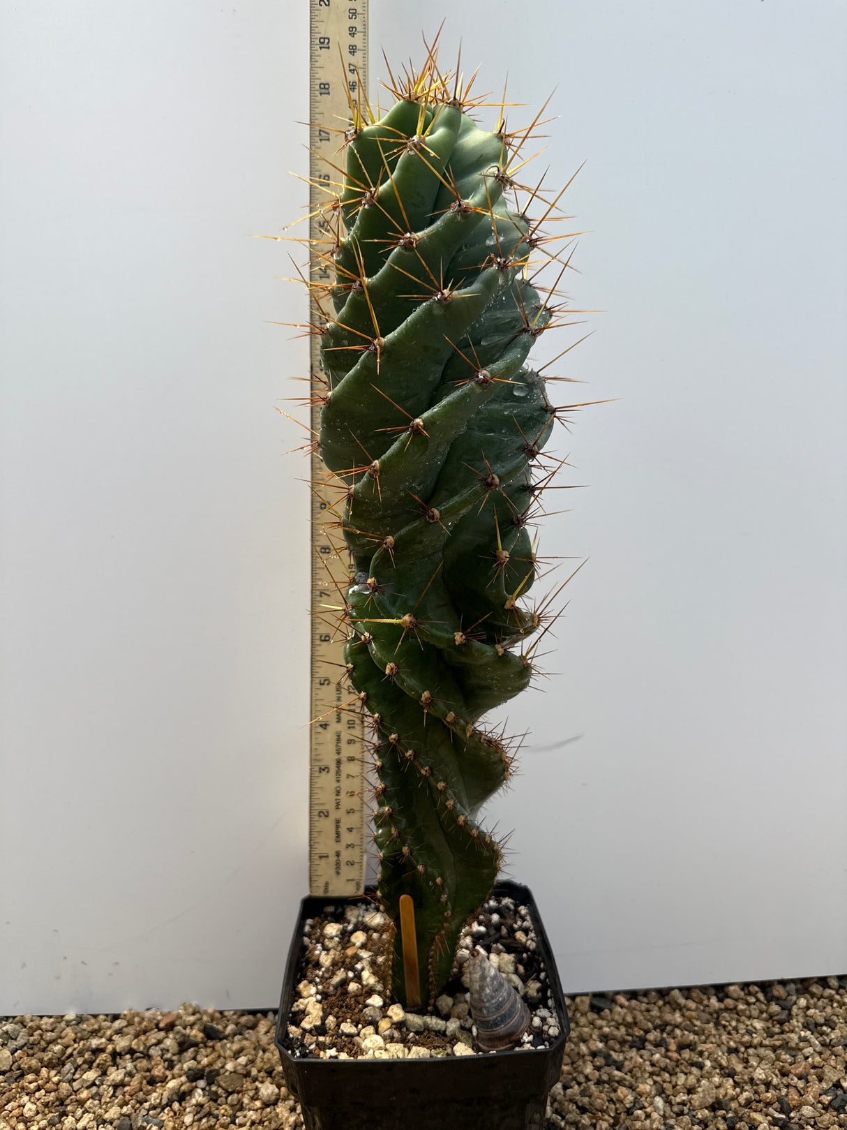Spiral Cactus 'Cereus Forbesii Spiralis' - Seed Grown (Rooted Plants)