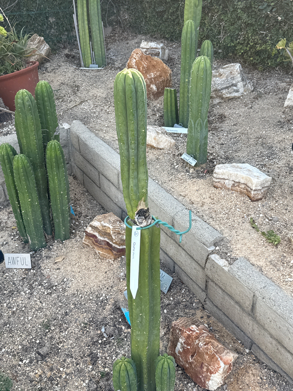 Guru (Rooted Plants)