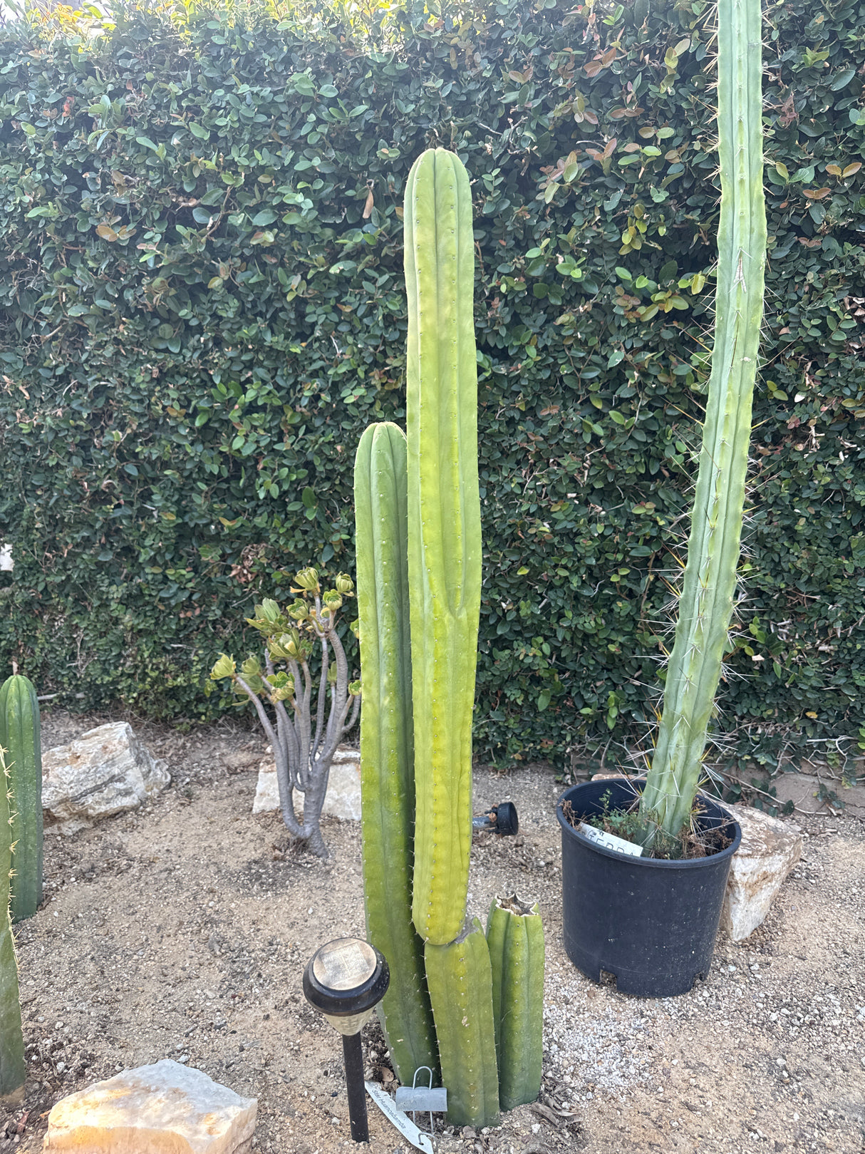 Star Huancabamba (Cuttings)