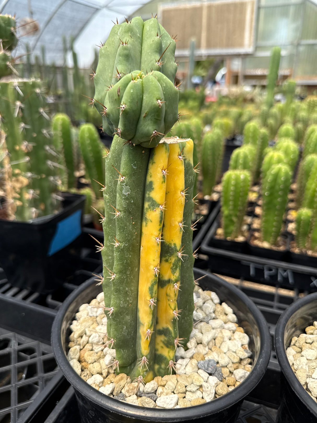 Shooting Star VRG Rooted (Plants)