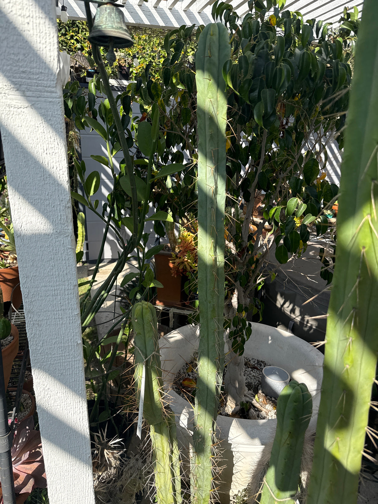 Medicine Man (Rooted Plants)