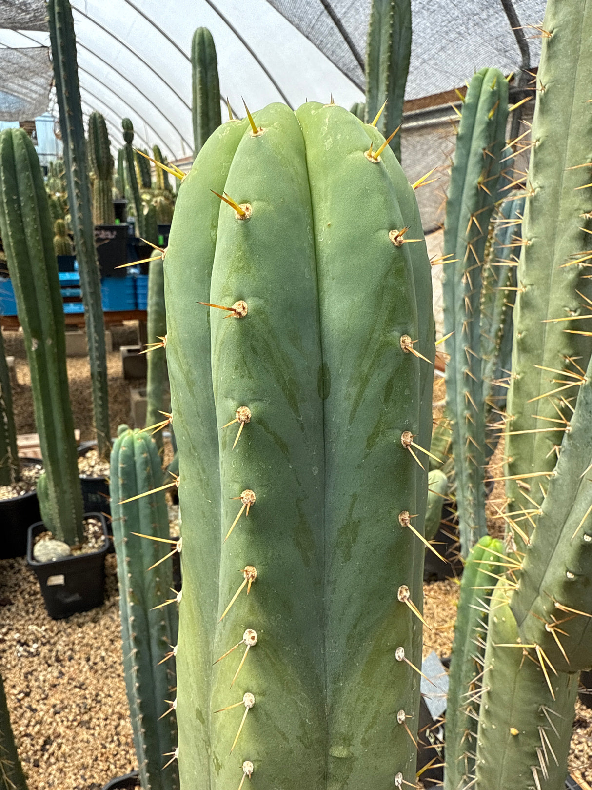 Hutchison 1597 (Cuttings)