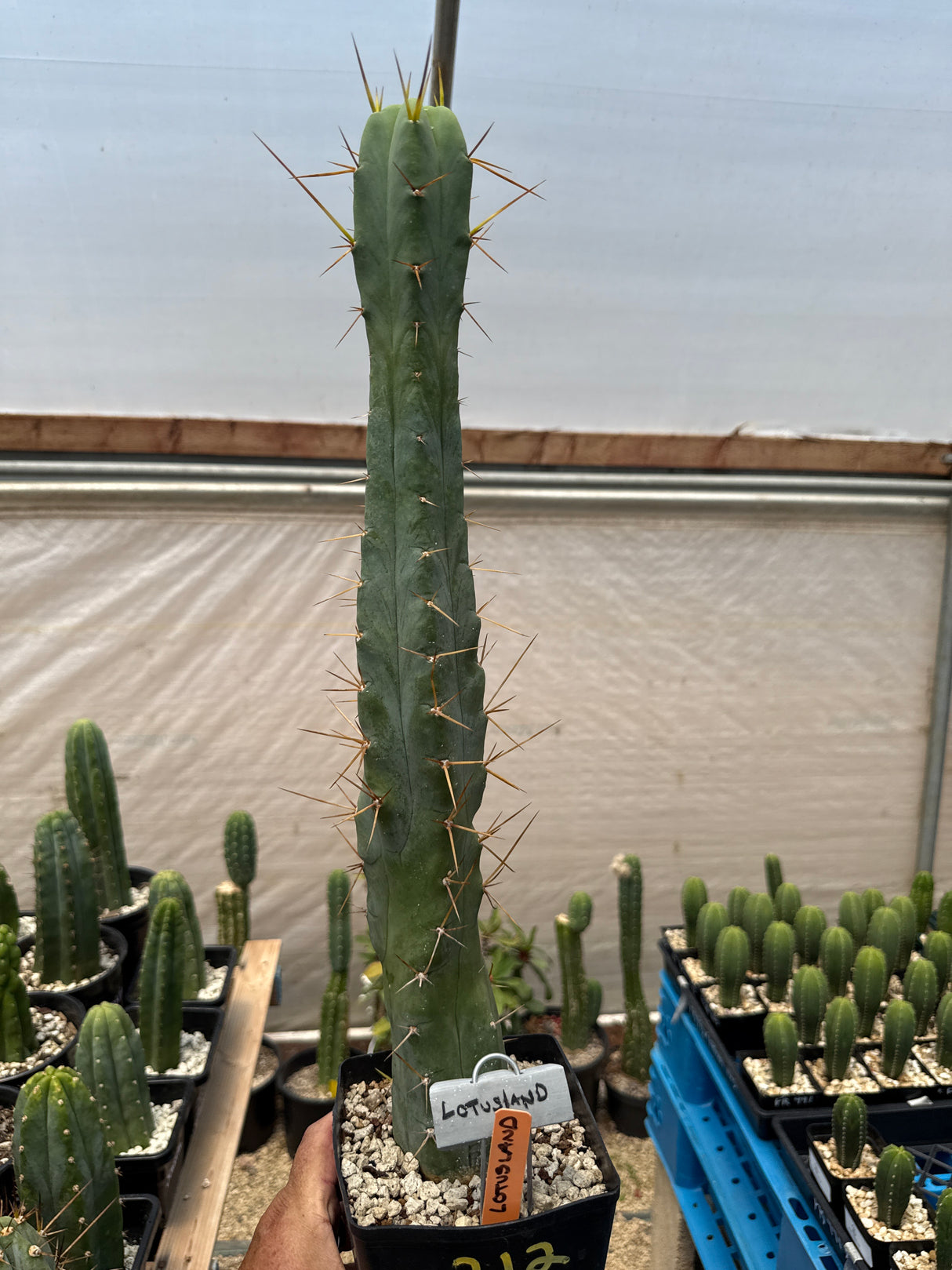 Lotusland (Rooted Plants)