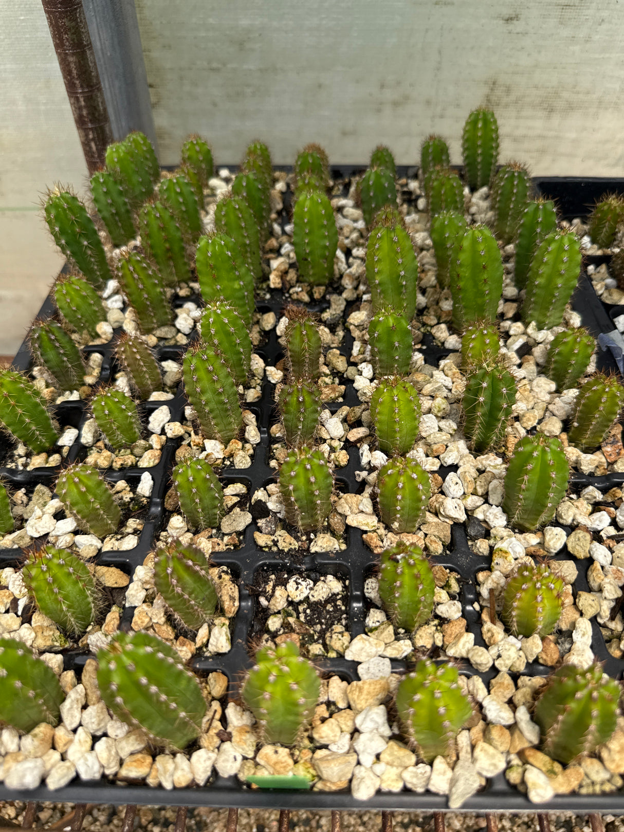 Dalton x Gissy (Seedlings)