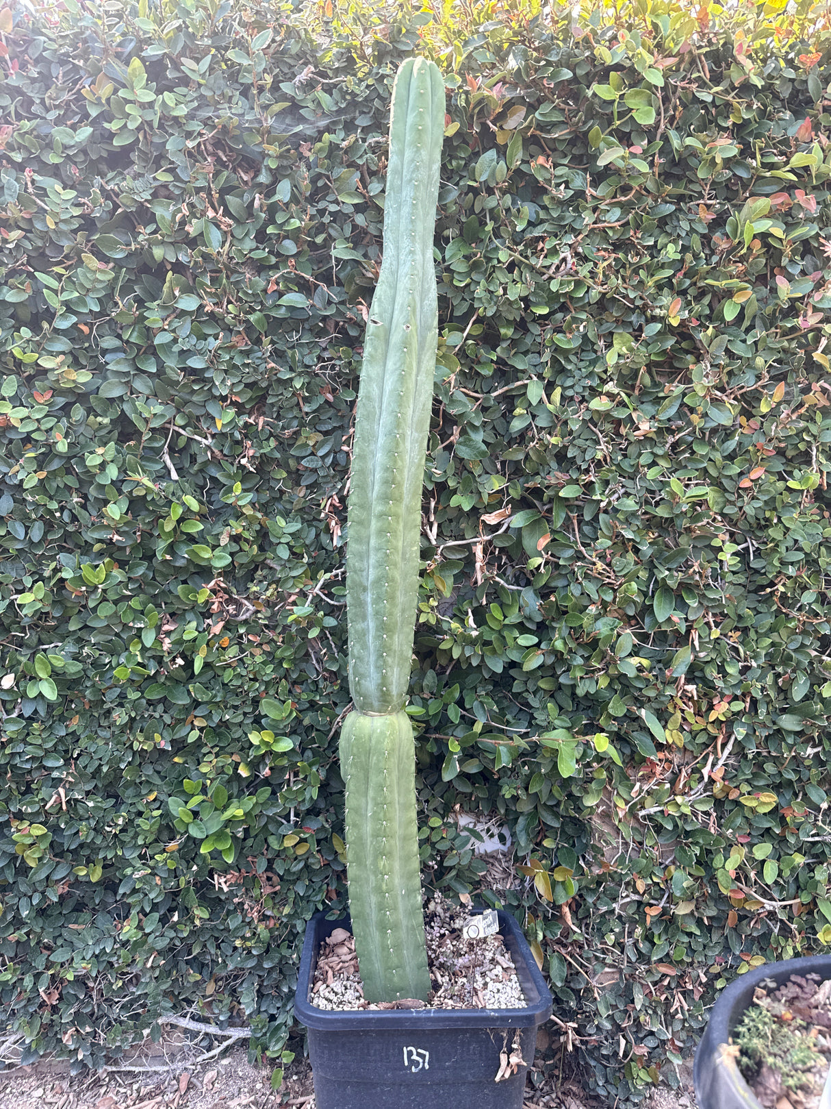 Nuestra Bonita (Cuttings)