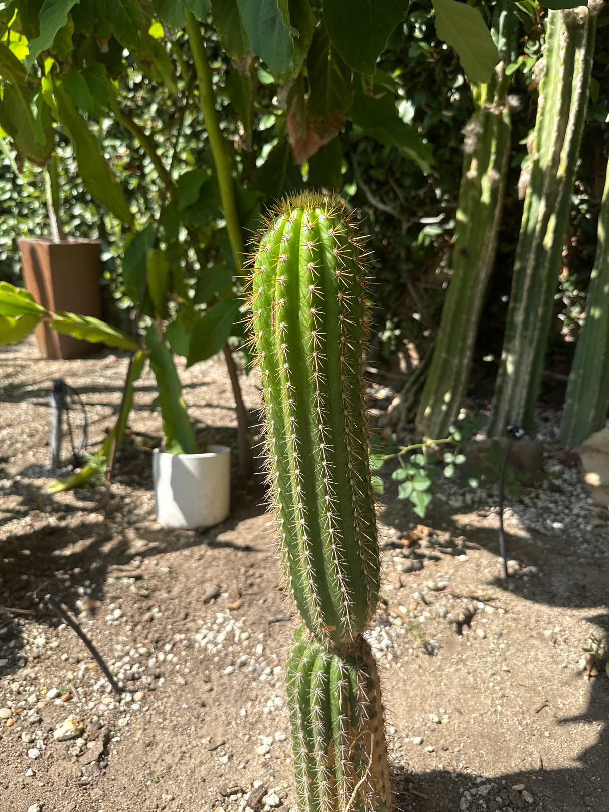 Grandiflora (Cuttings)