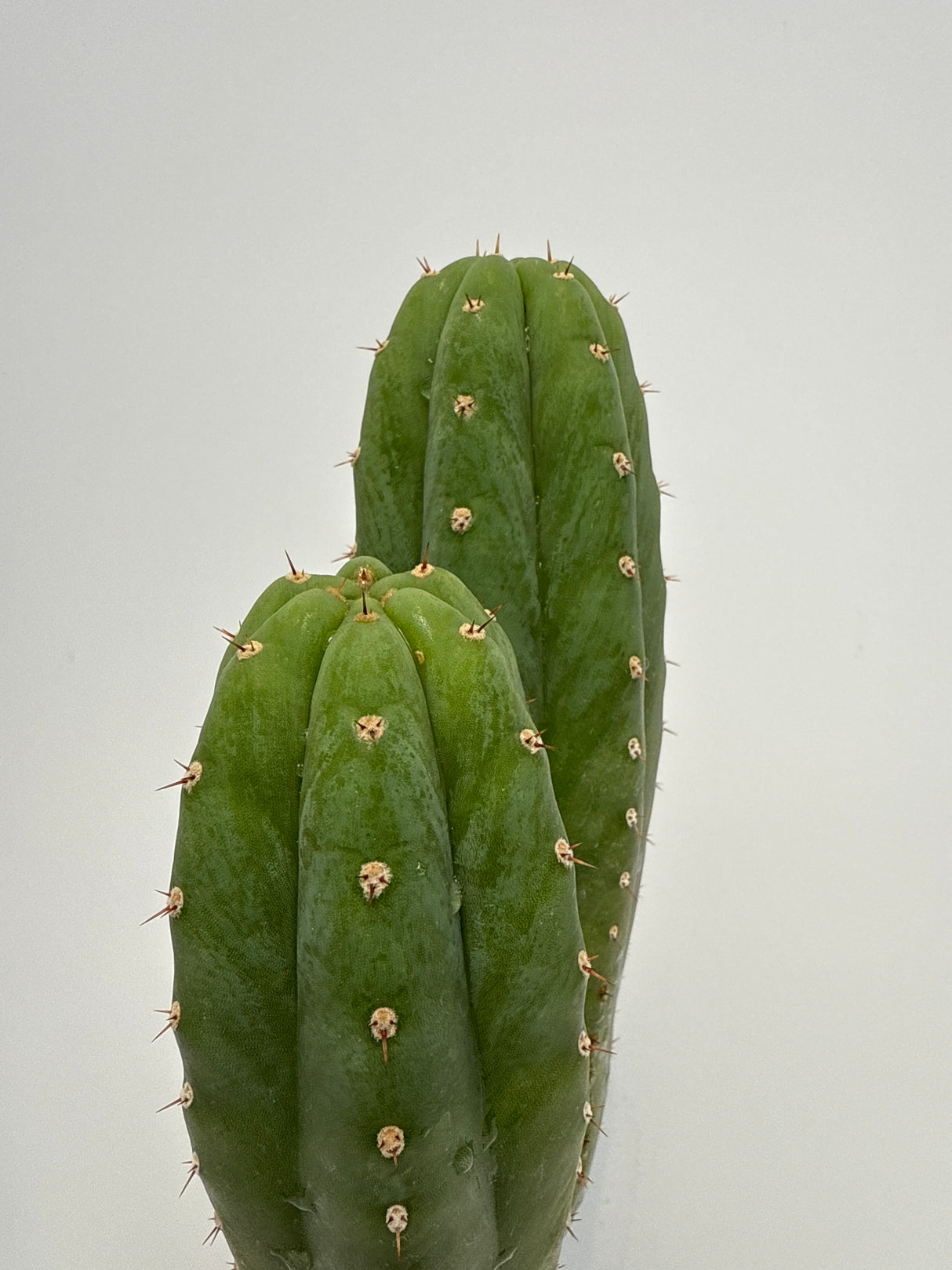 Piru (Rooted Plants)