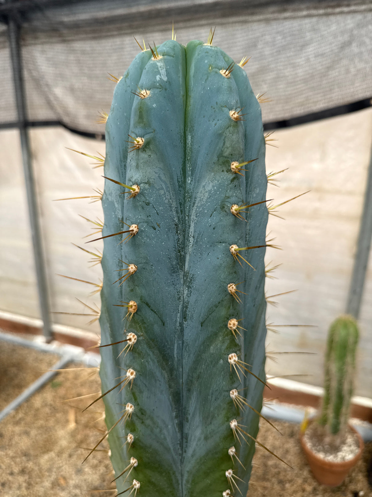 Cactus Corral Argentinensis (Cuttings)