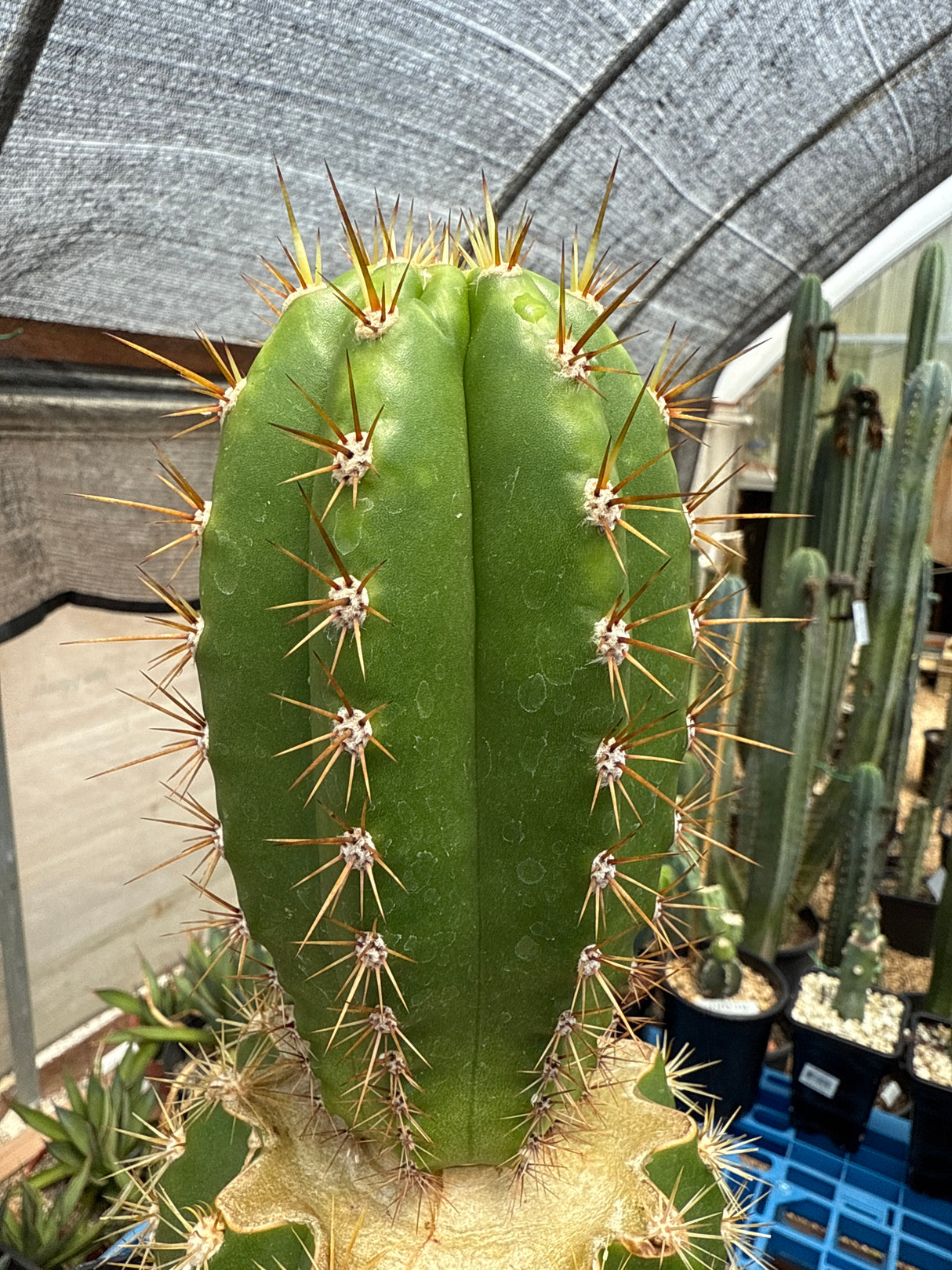 Maipu x Deborah's Terscheckii