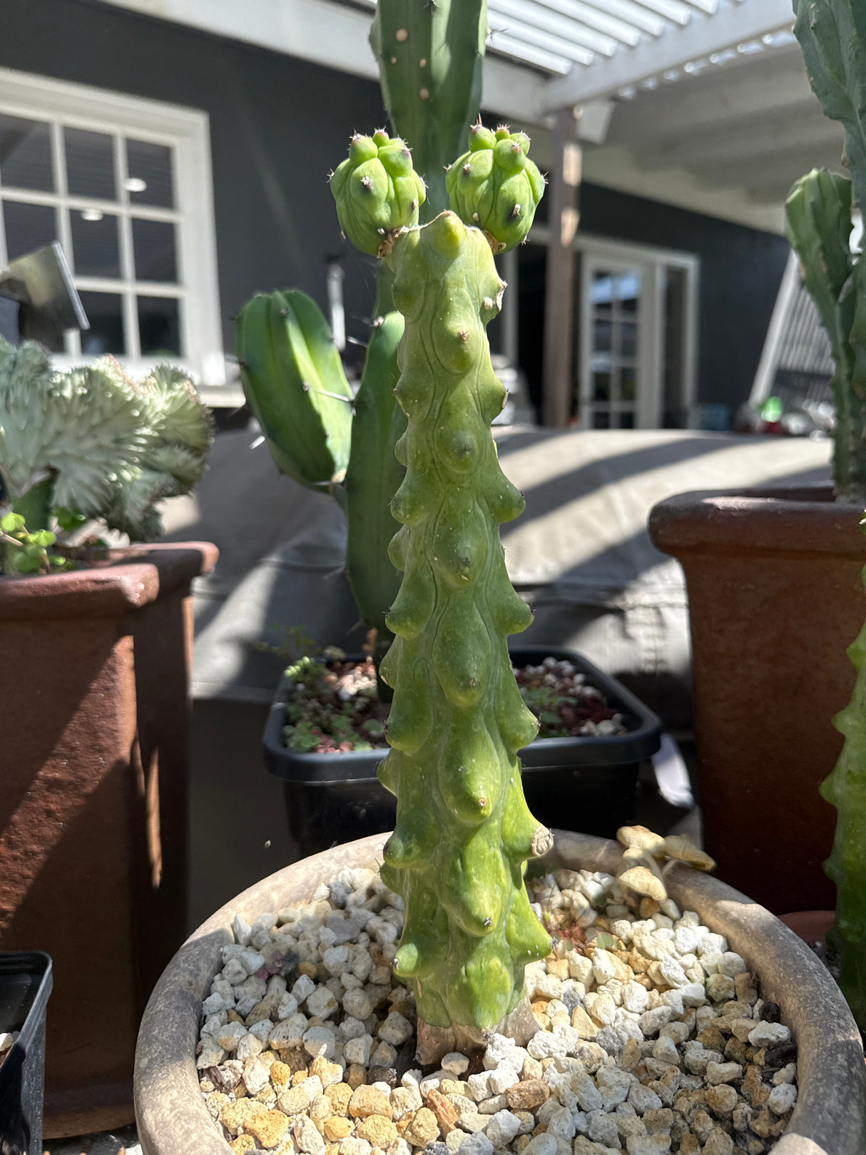 Boobie Cactus (Rooted Plants)