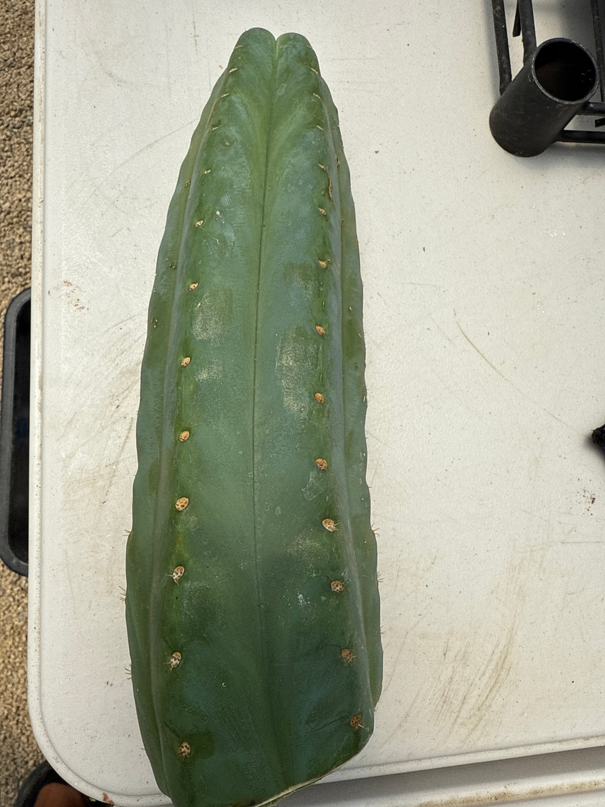 Cactus Kate '94 x OP (Cuttings)