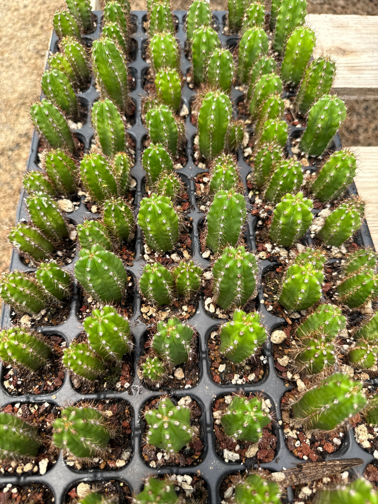 Dalton x Marty (Seedlings)