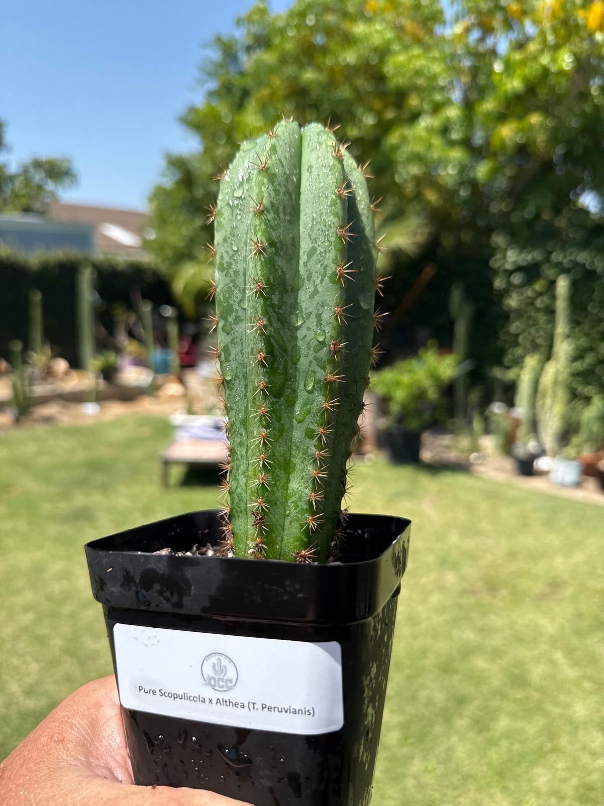 Pure Scopulicola x Althea