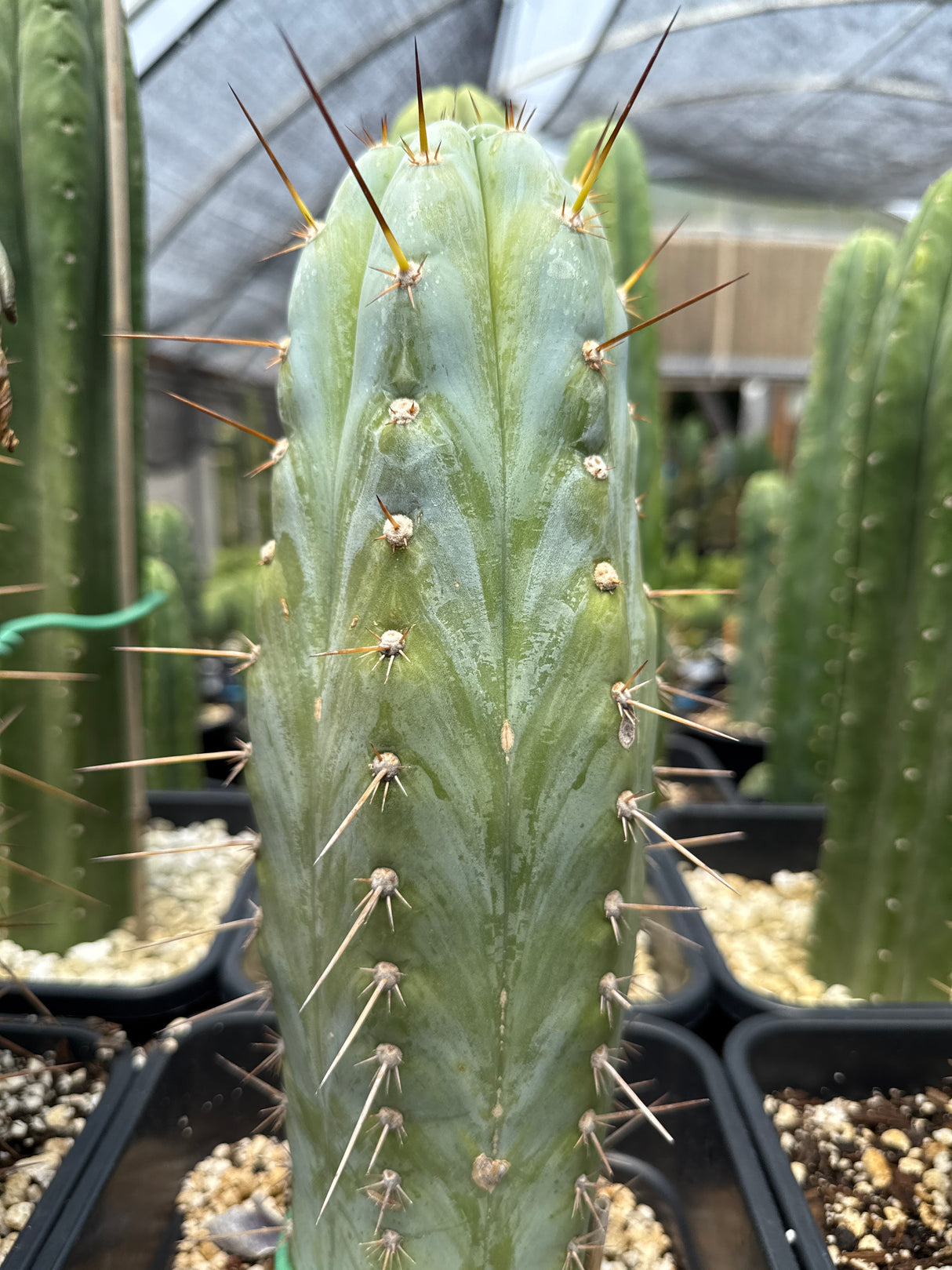 Sharxx Blue (Cuttings)