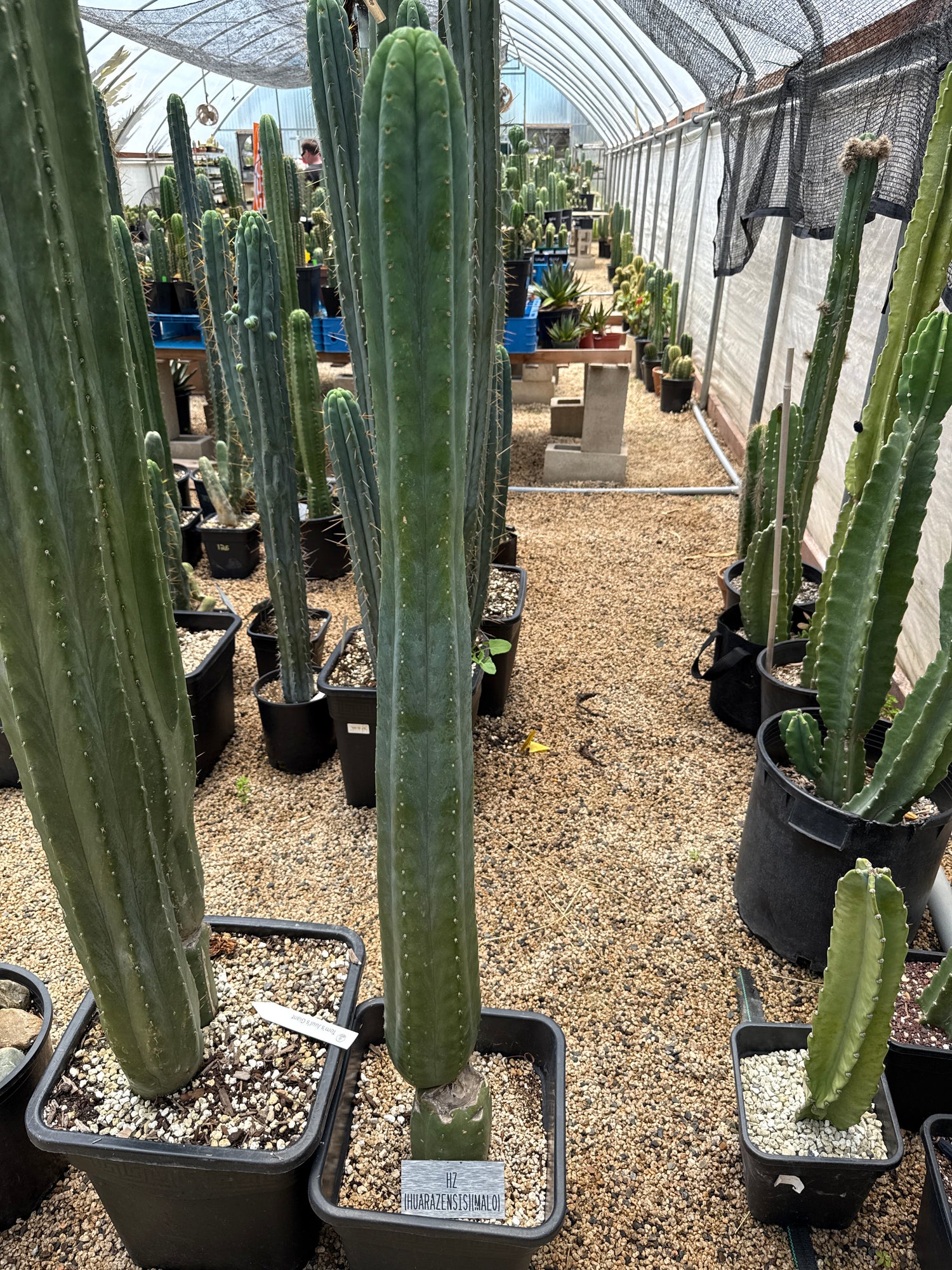 Huarazensis (Malo) (Rooted Plants)