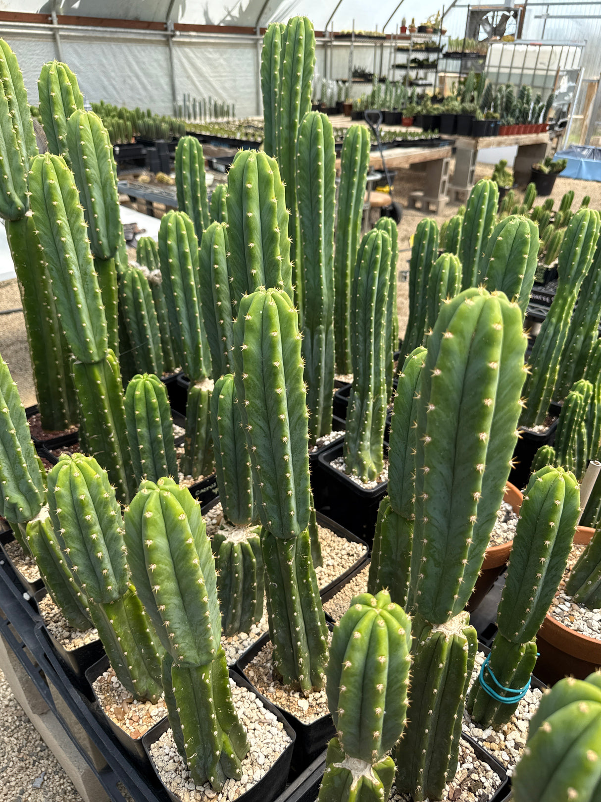 PC (Cactus Cate '94)