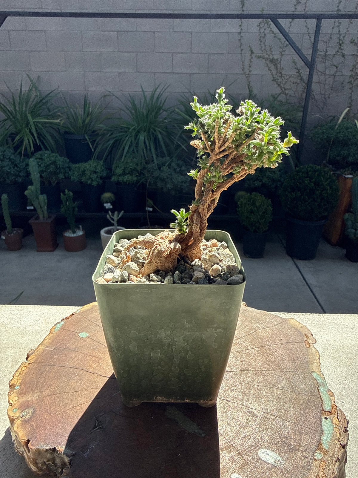 African Bonsai (Trichodiadema bulbosum)