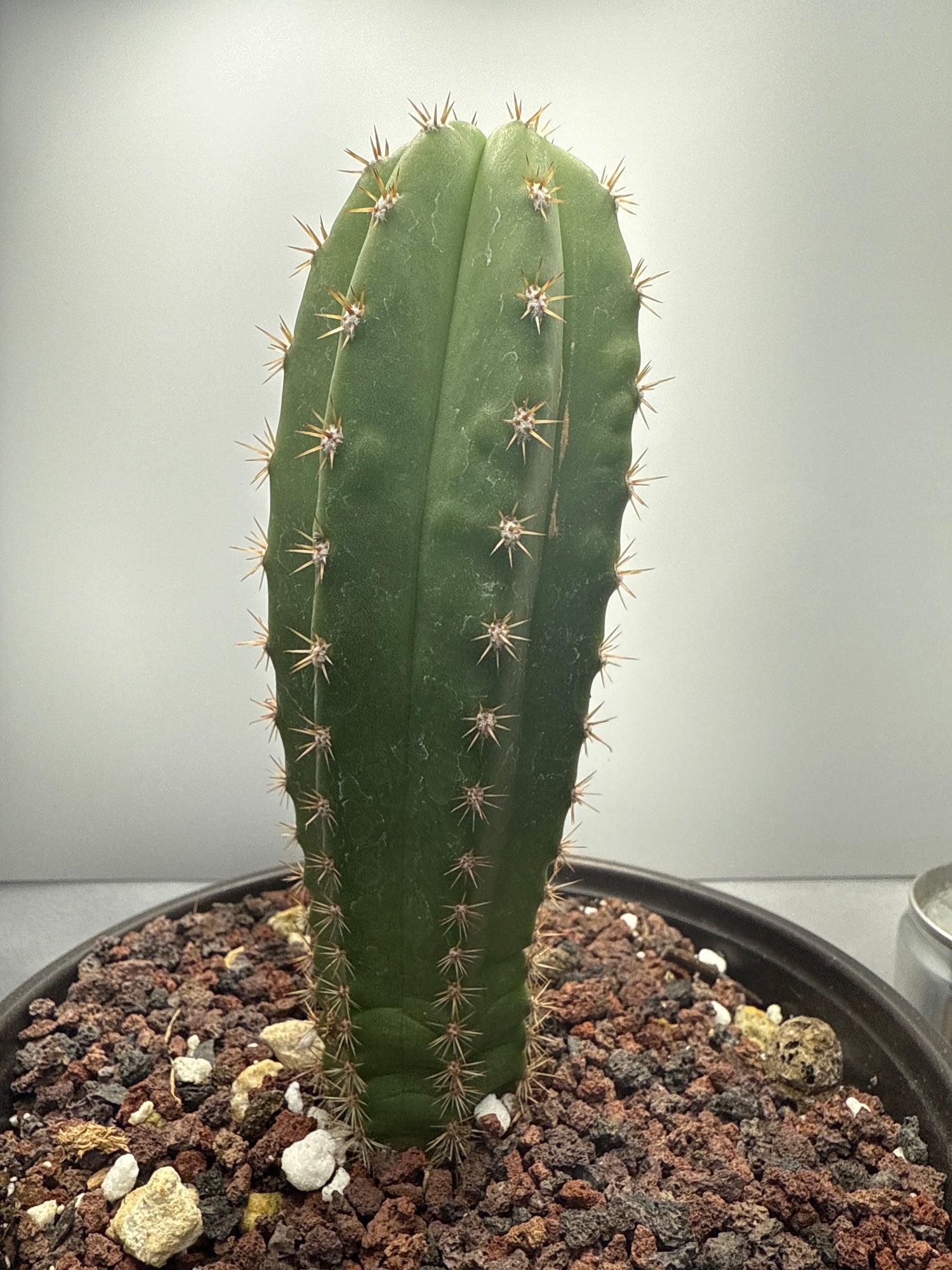 Dr. G Scopulicola x  Chaleansis VRG