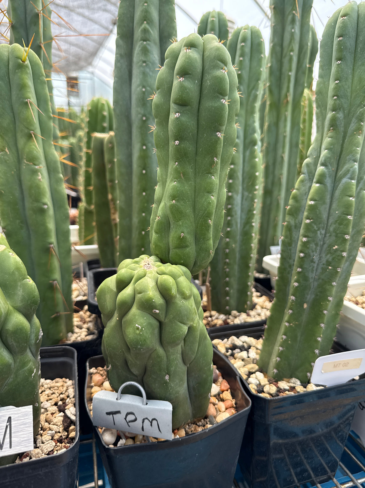 TPM - (Grafted Plants)