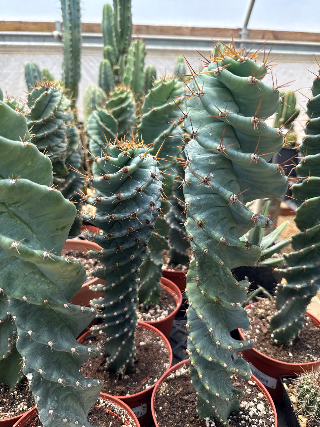 Spiral Cactus 'Cereus Forbesii Spiralis' - Seed Grown (Rooted Plants)
