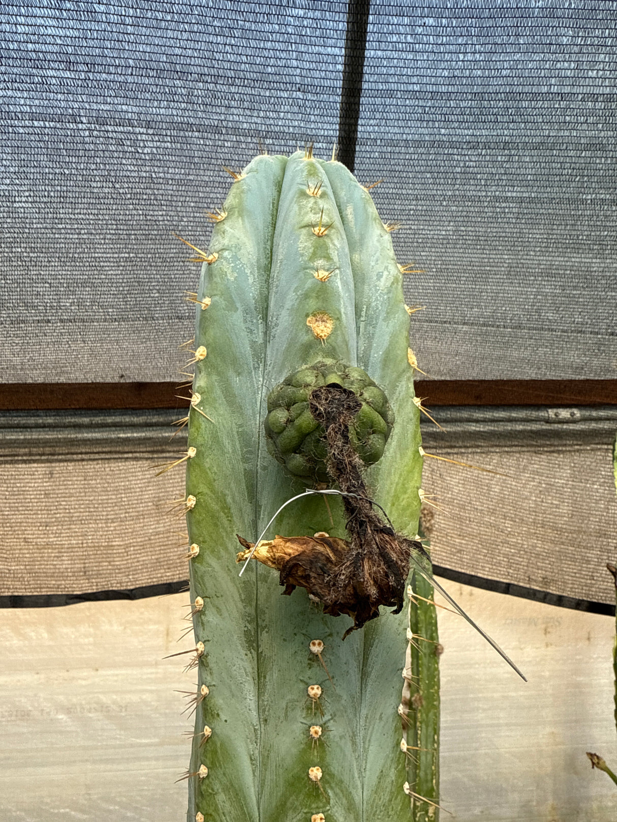 Cactus Corral Argentinensis (Cuttings)