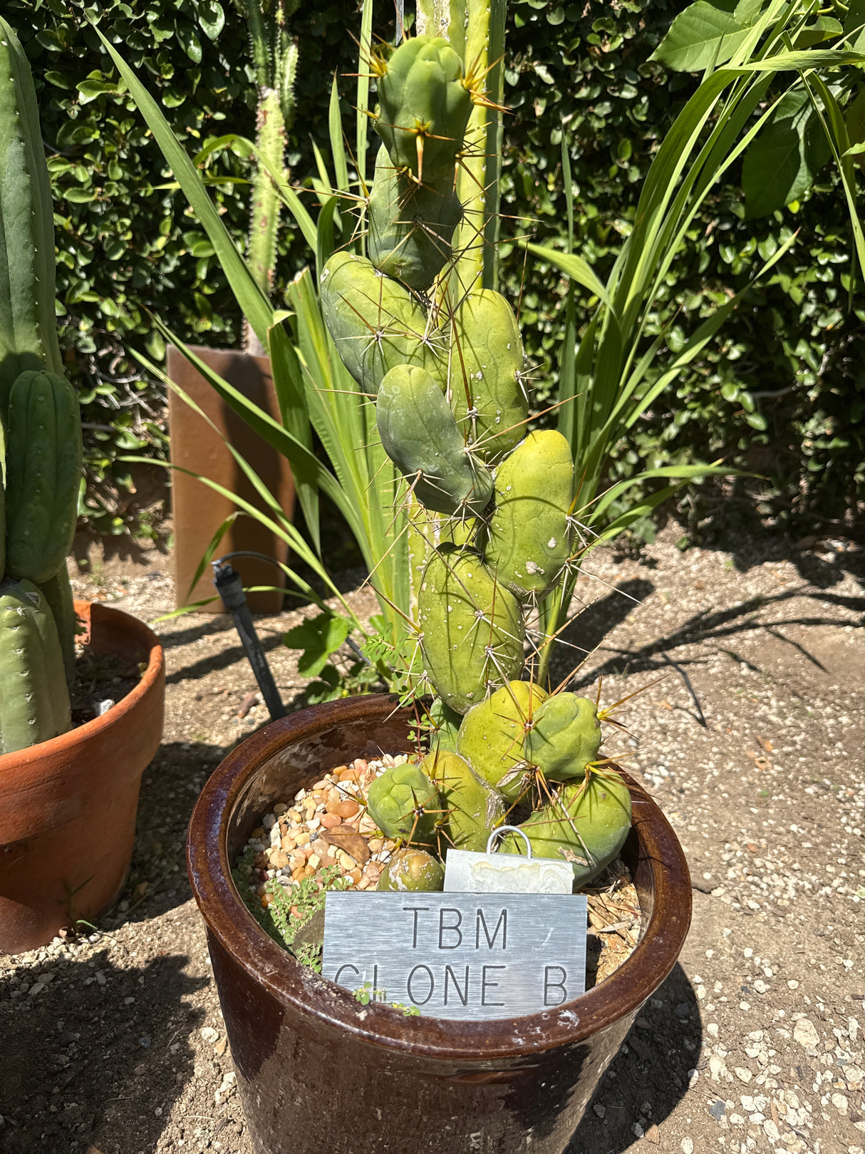 TBM B (Rooted Plants)