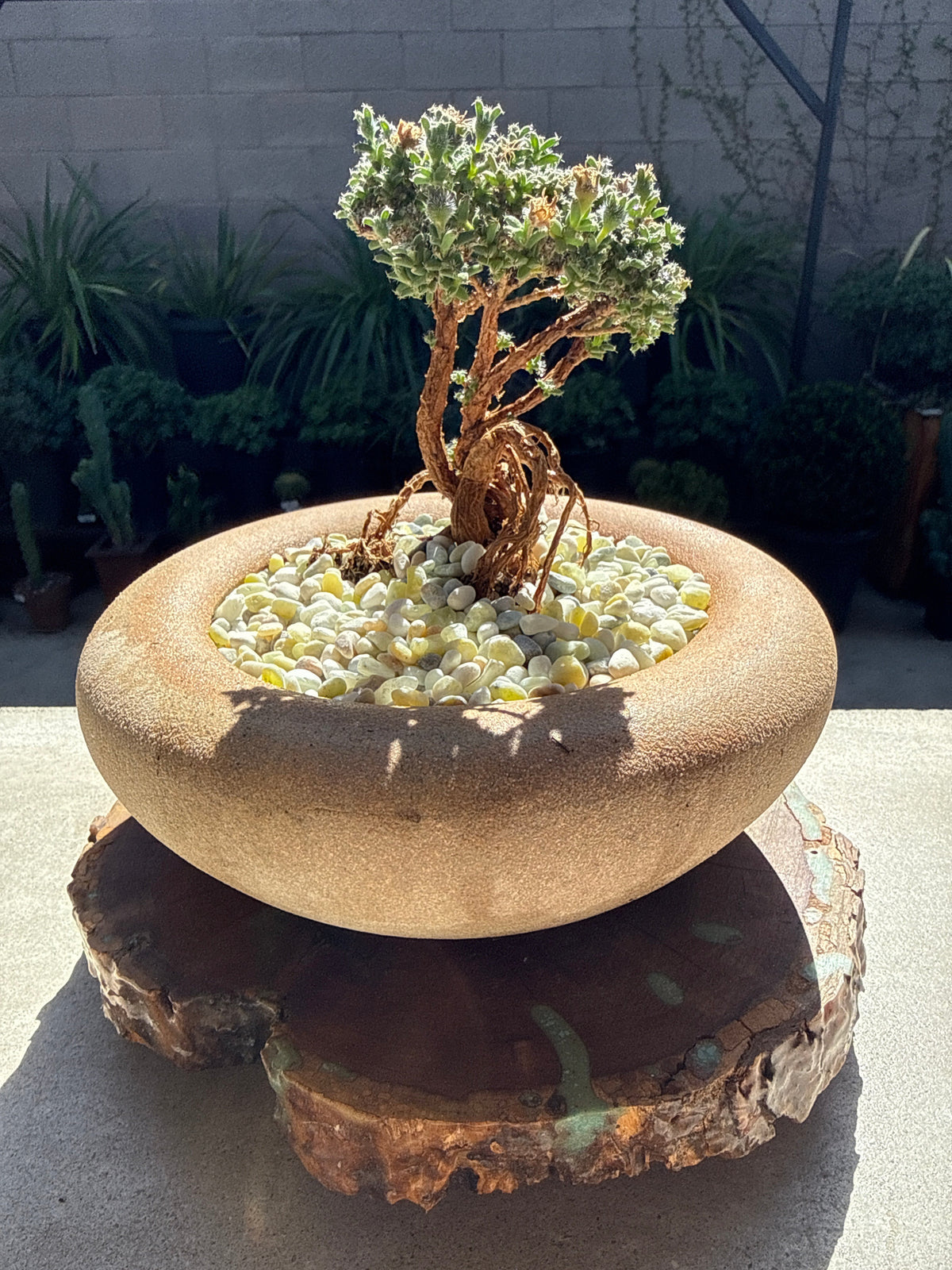 African Bonsai (Trichodiadema bulbosum)