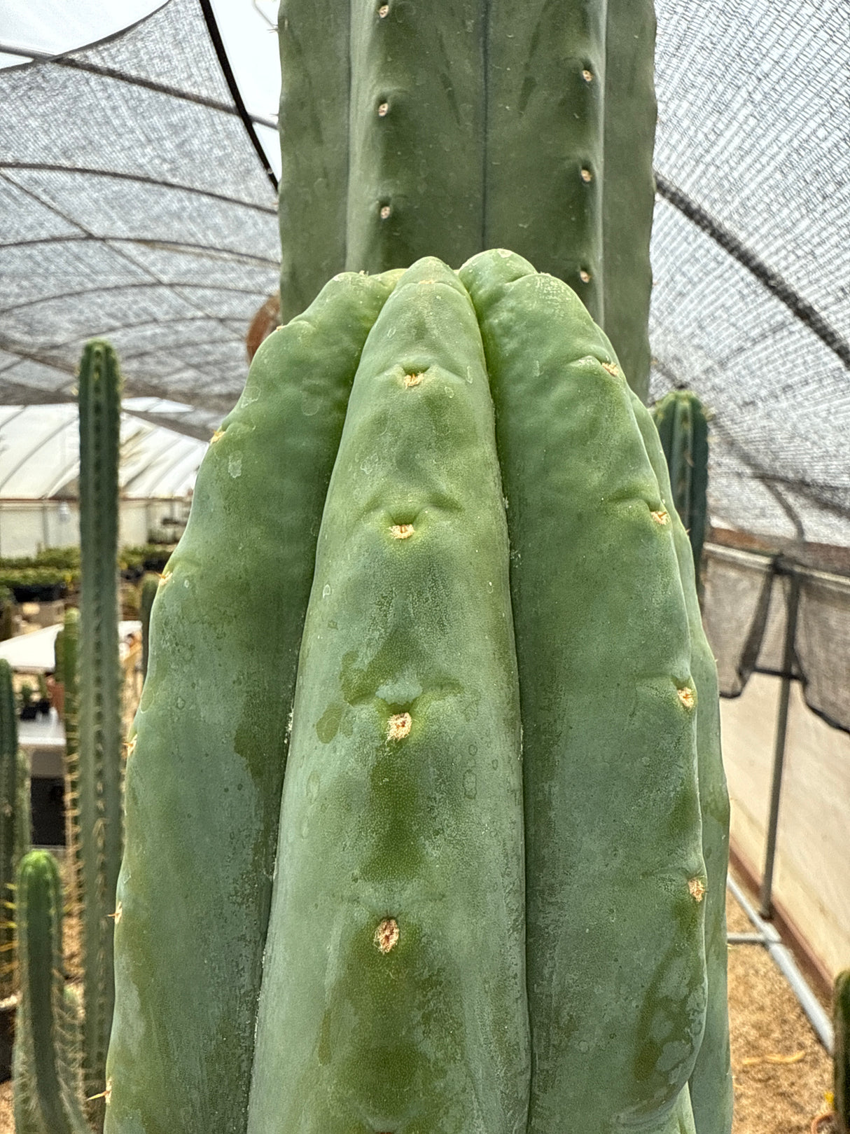 Tom's Juul's Giant (Cuttings)