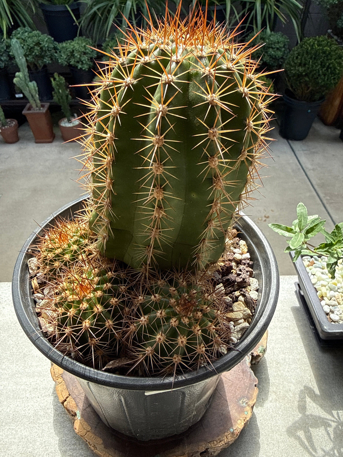 Echinopsis 'Pink Flowers' Trumpet Flower Cactus