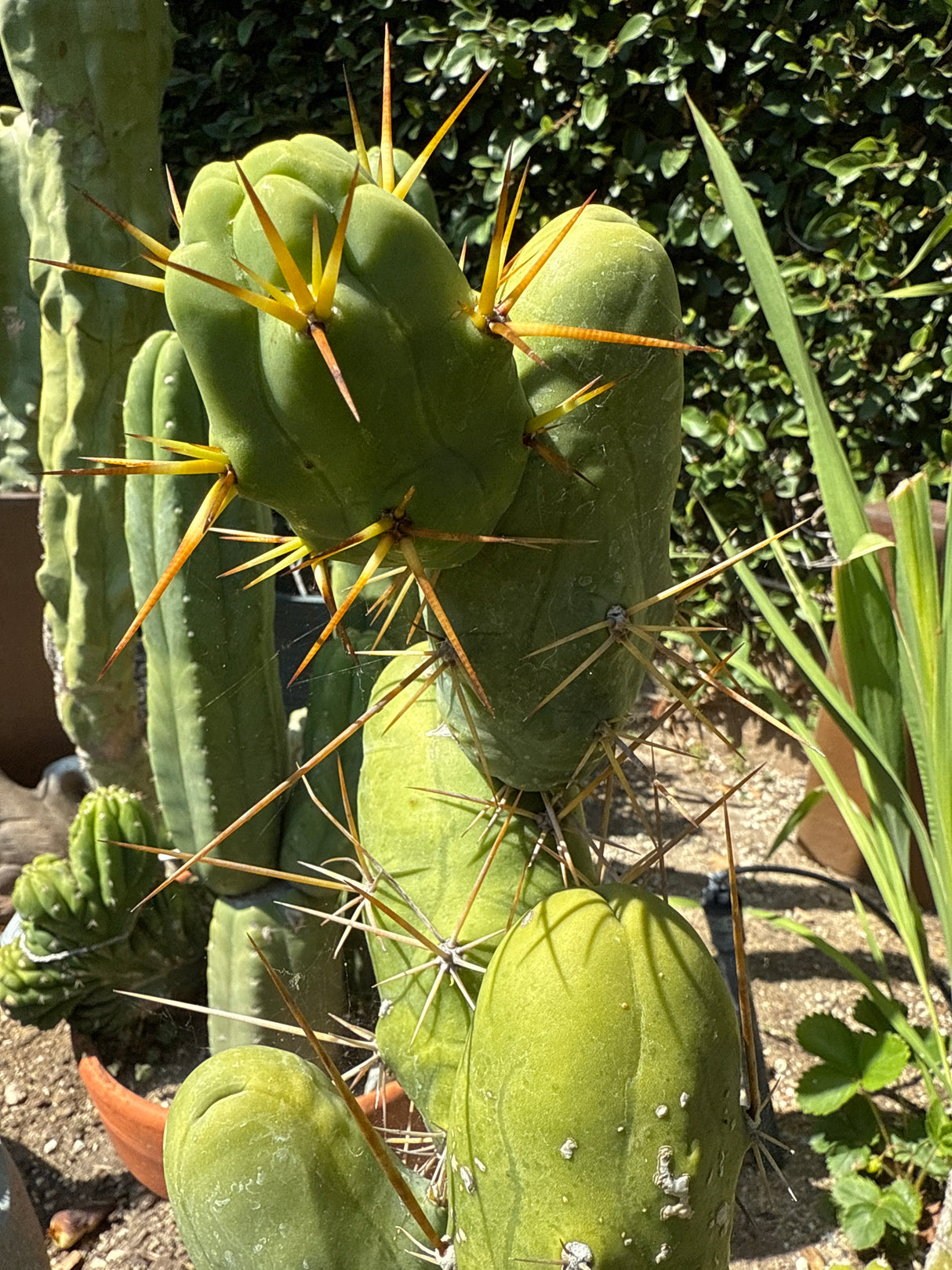 TBM B (Rooted Plants)